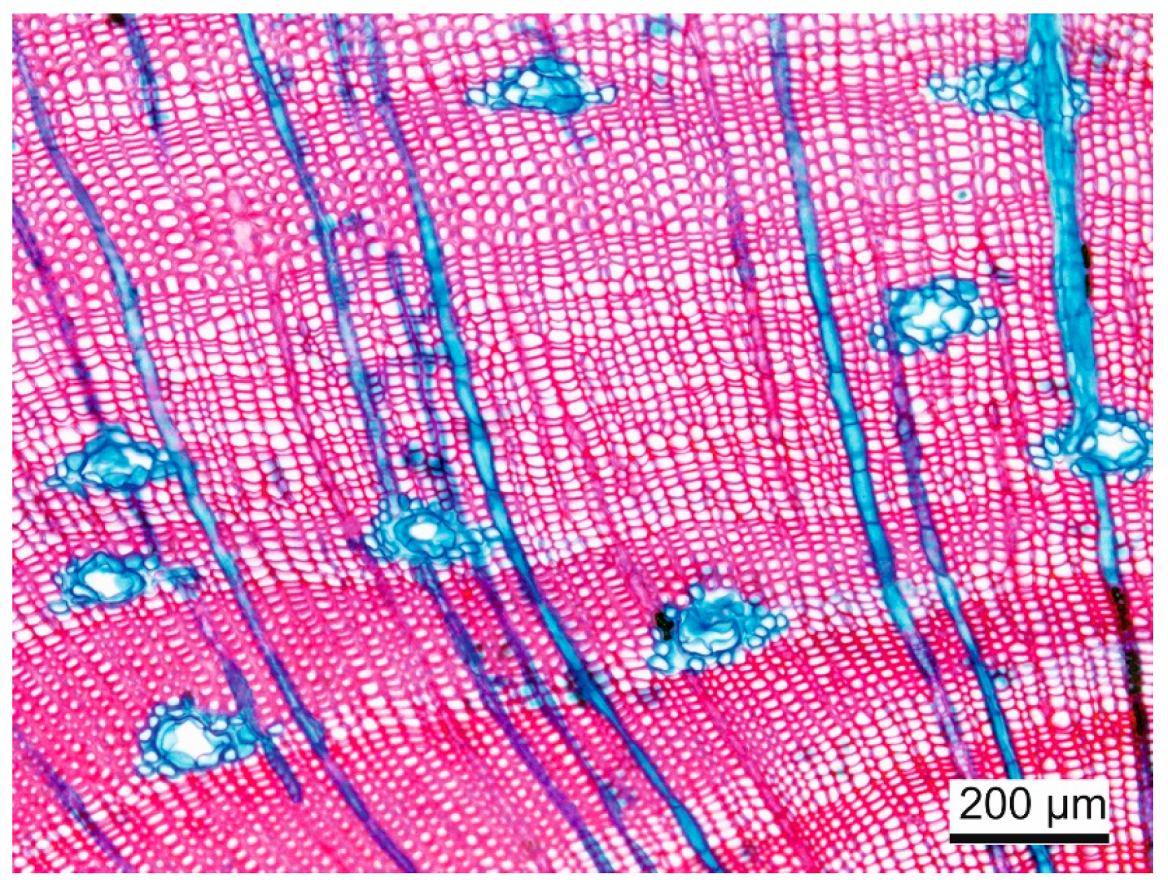 Forests 12 01104 g005