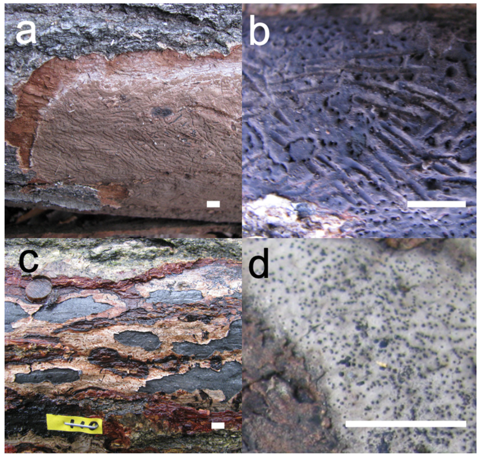 Forests 12 01124 g001 Forests 12 01124 g001