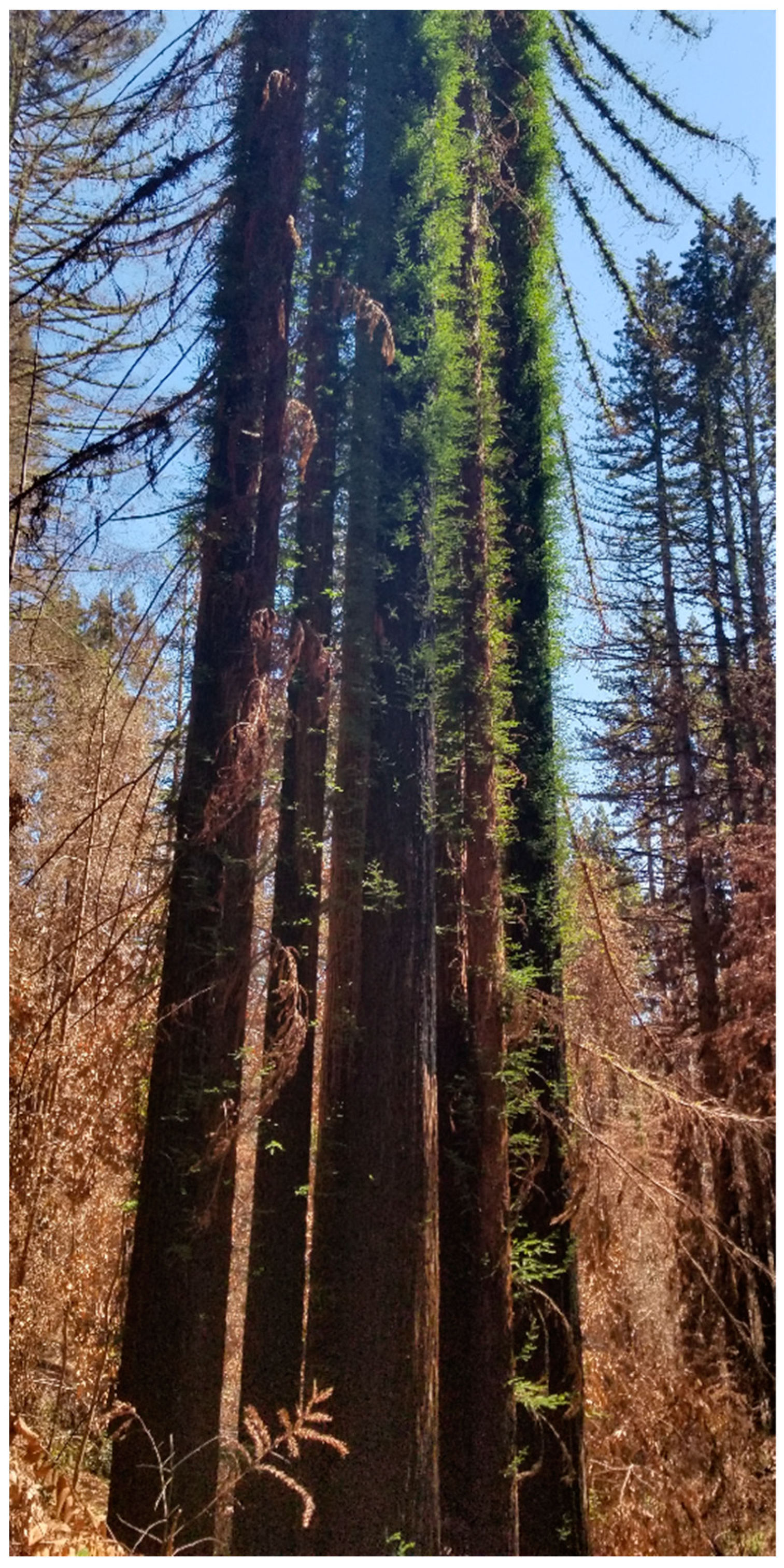 Forests 12 01135 g004 550