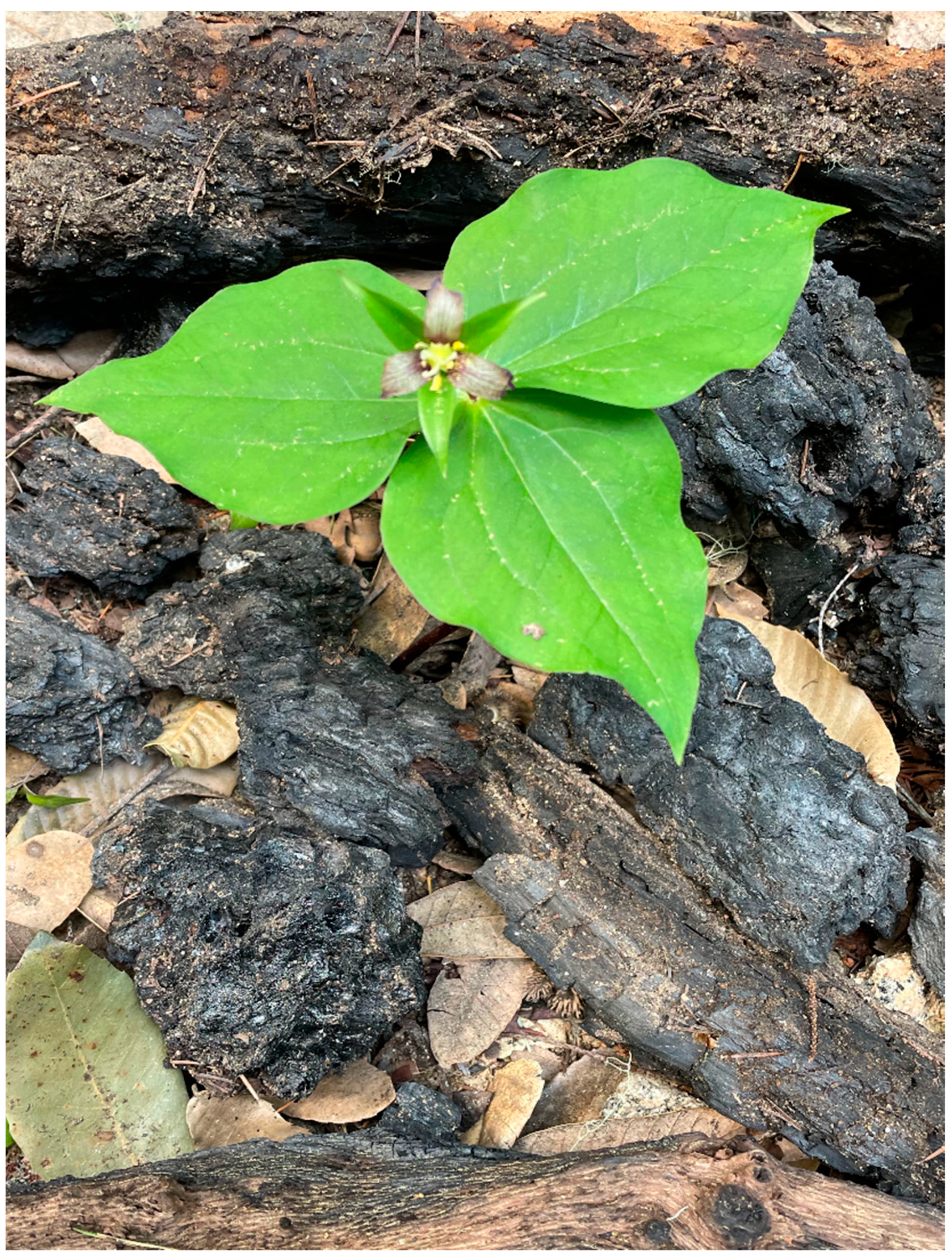 Forests 12 01135 g005 550