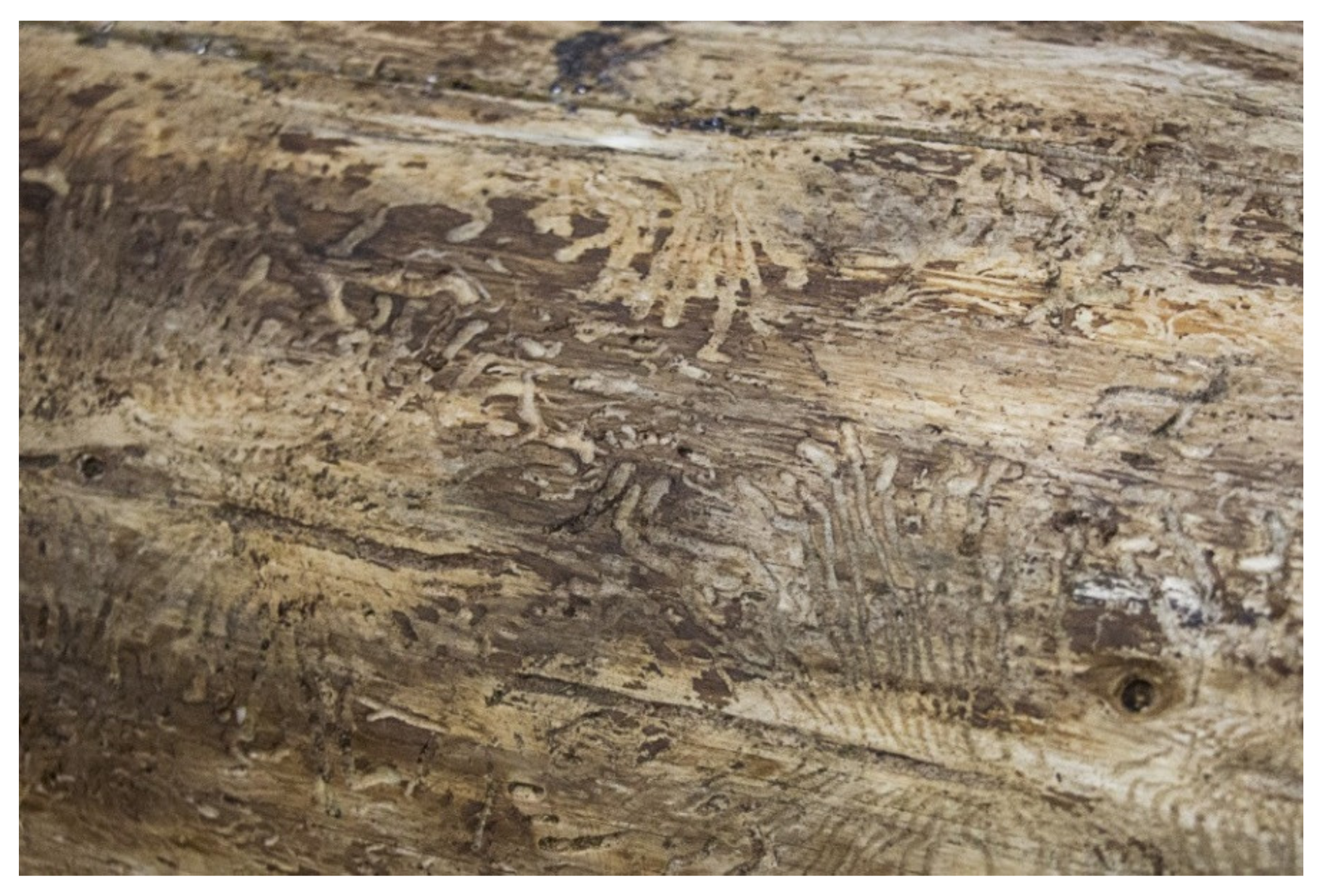 Forests 12 01163 g002 Forests 12 01163 g002