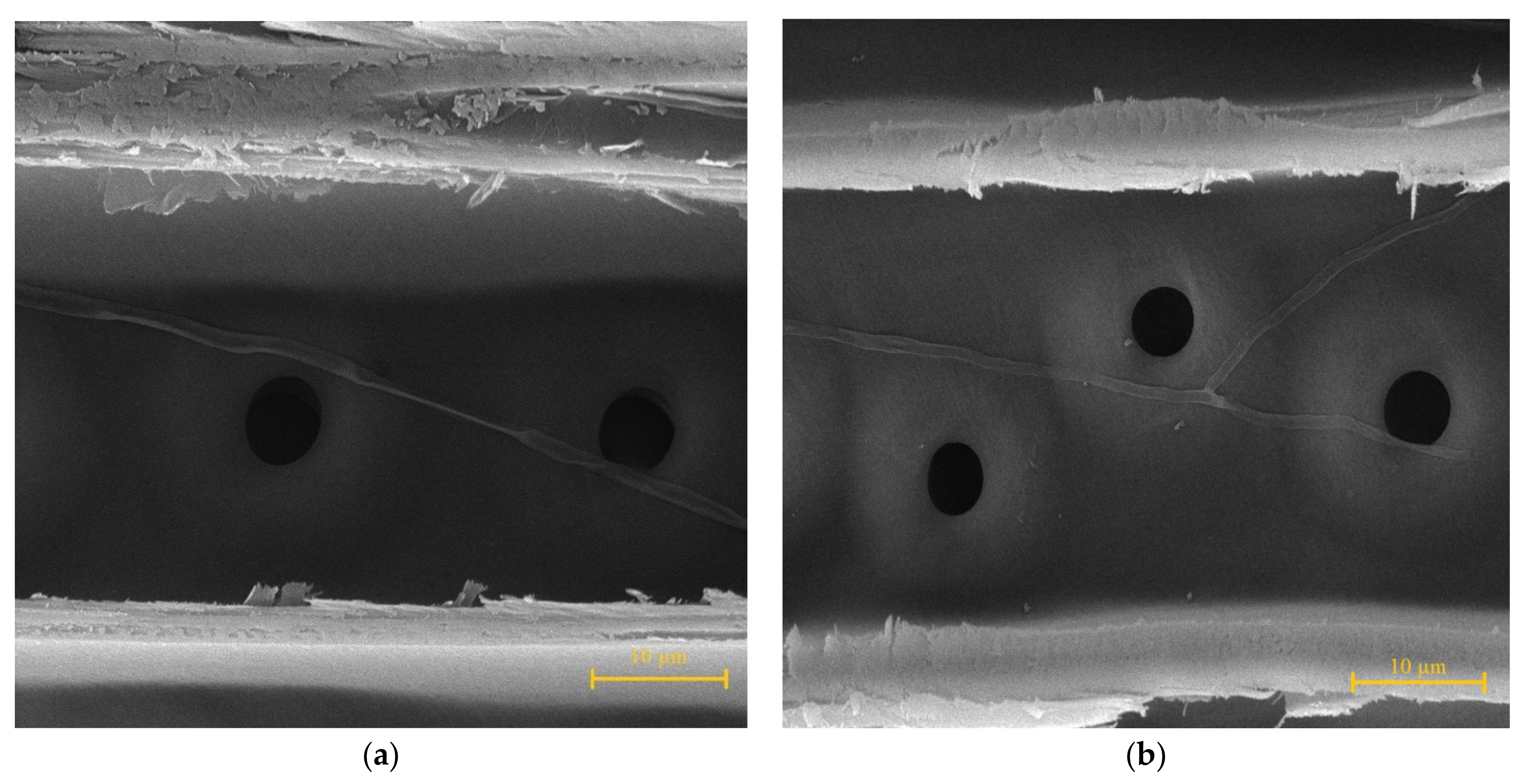 Forests 12 01163 g004 Forests 12 01163 g004