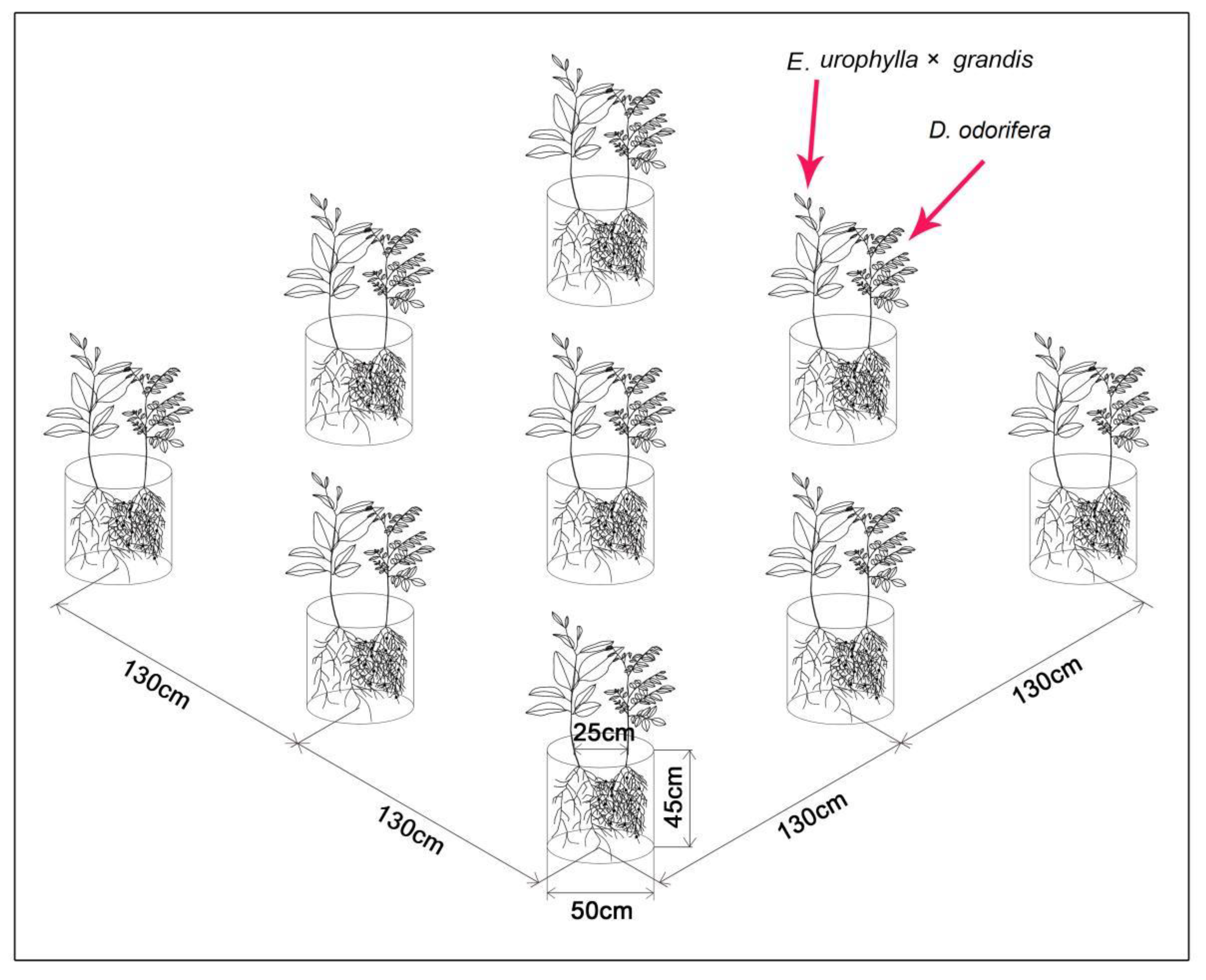 Forests 12 01171 g001