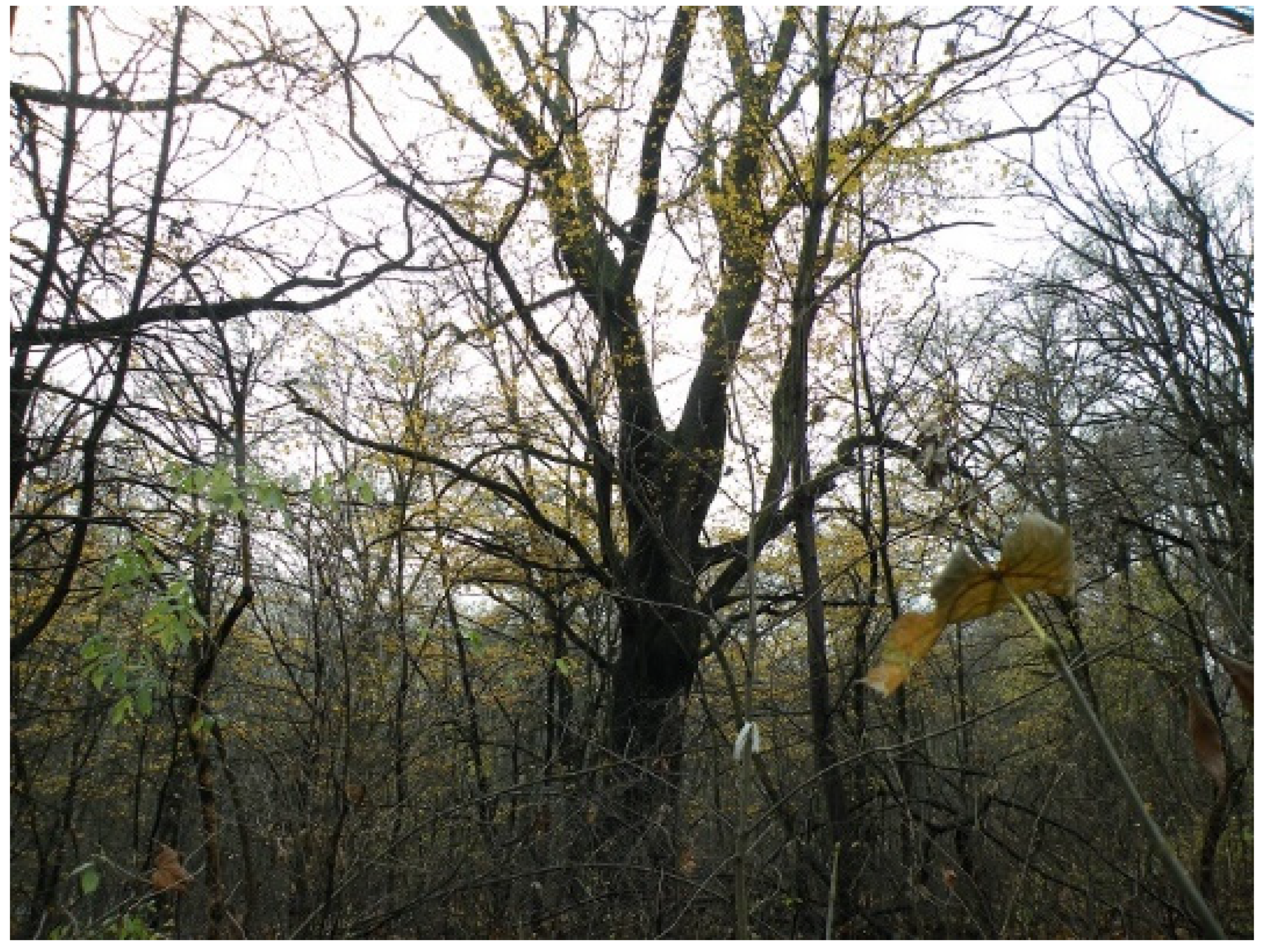 Forests 12 01173 g009