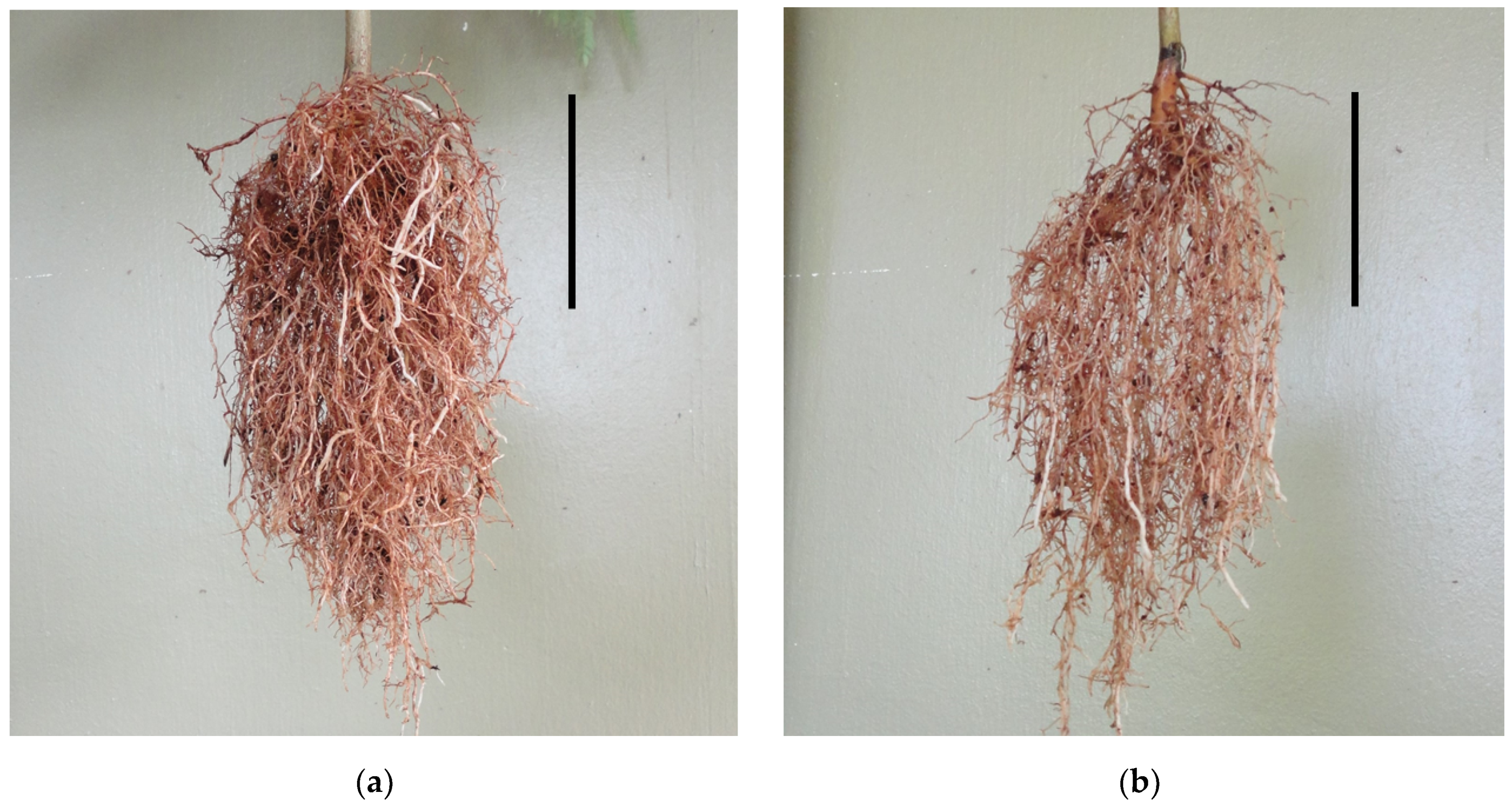Forests 12 01192 g003