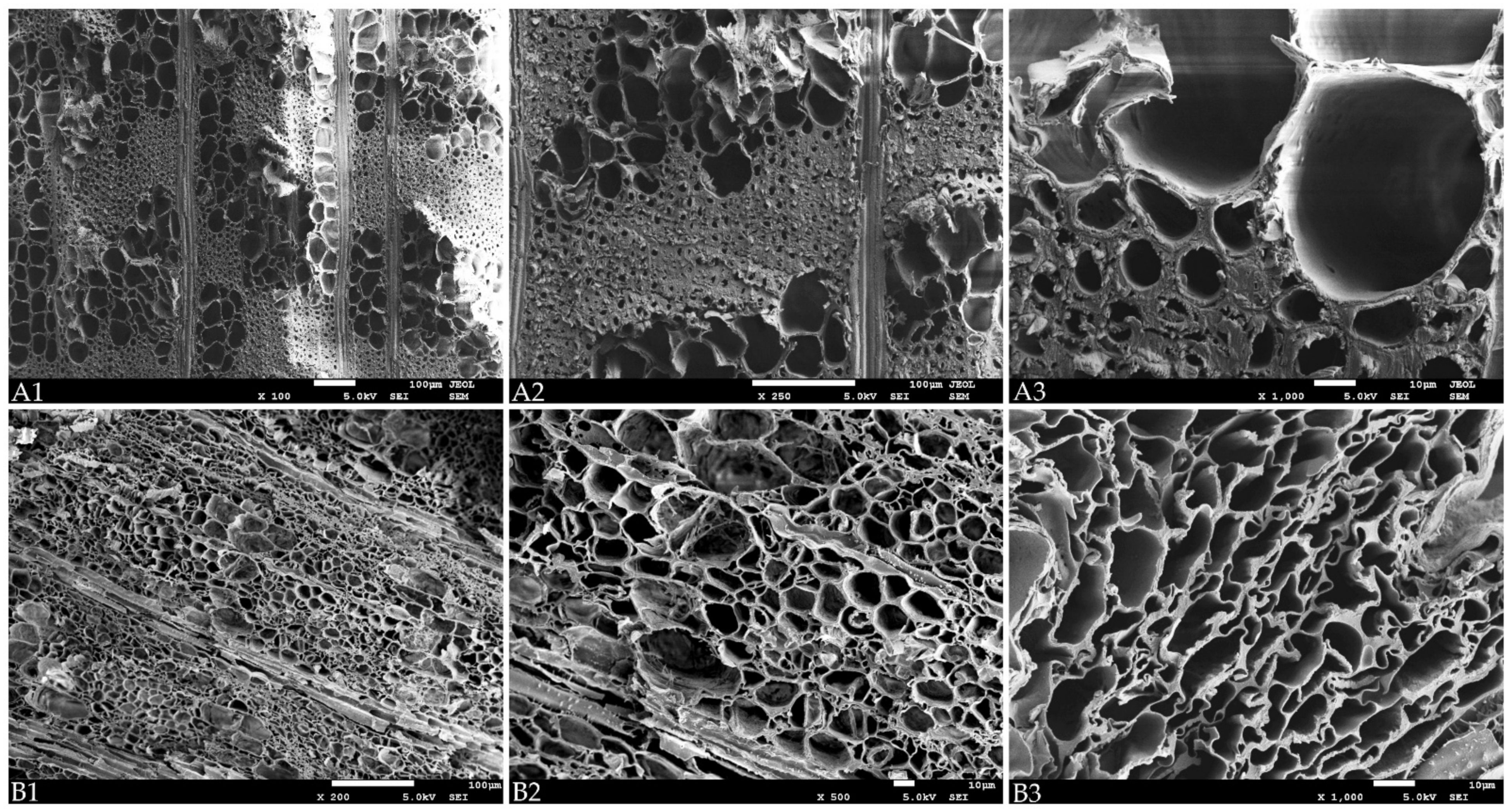 Forests 12 01193 g004 Forests 12 01193 g004