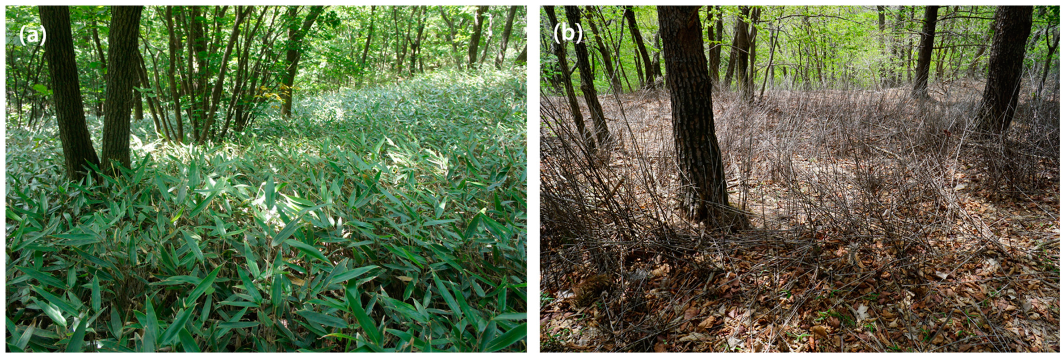 Forests 12 01207 g001