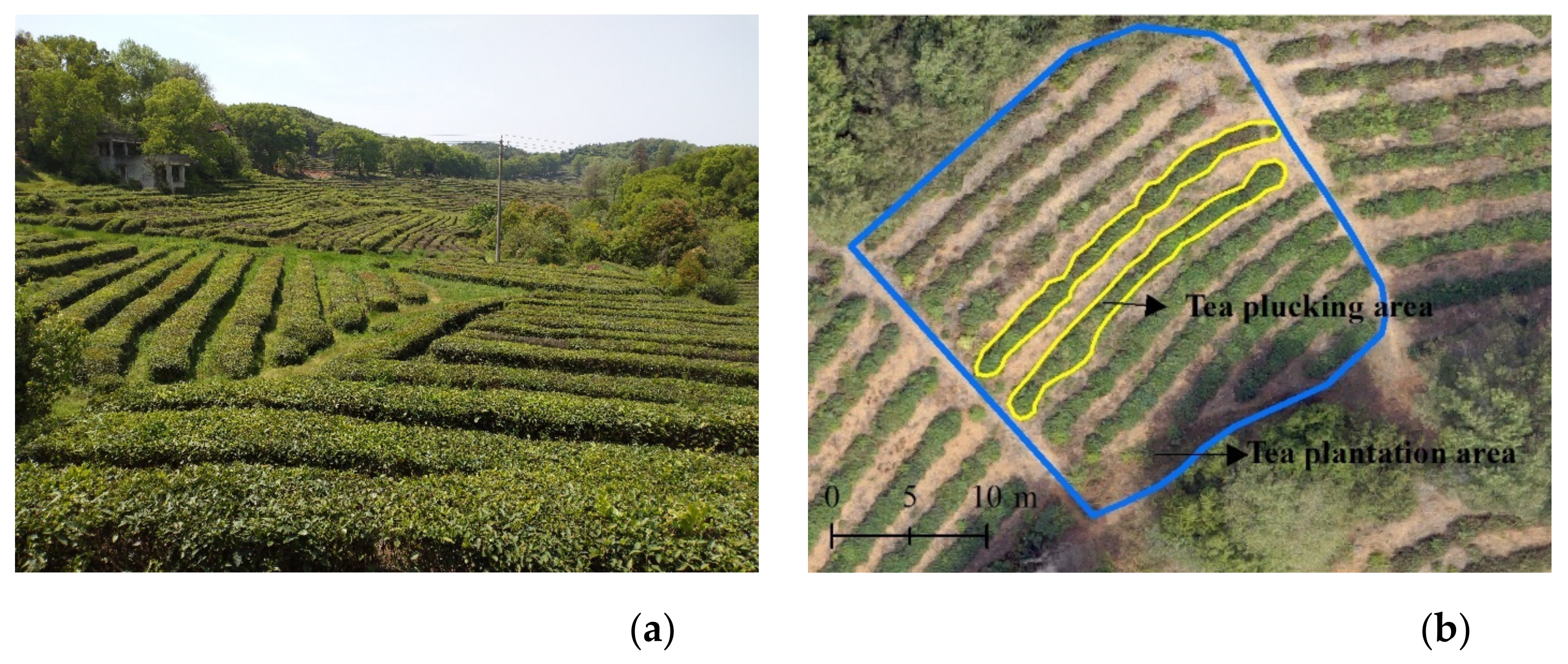 Forests 12 01214 g001