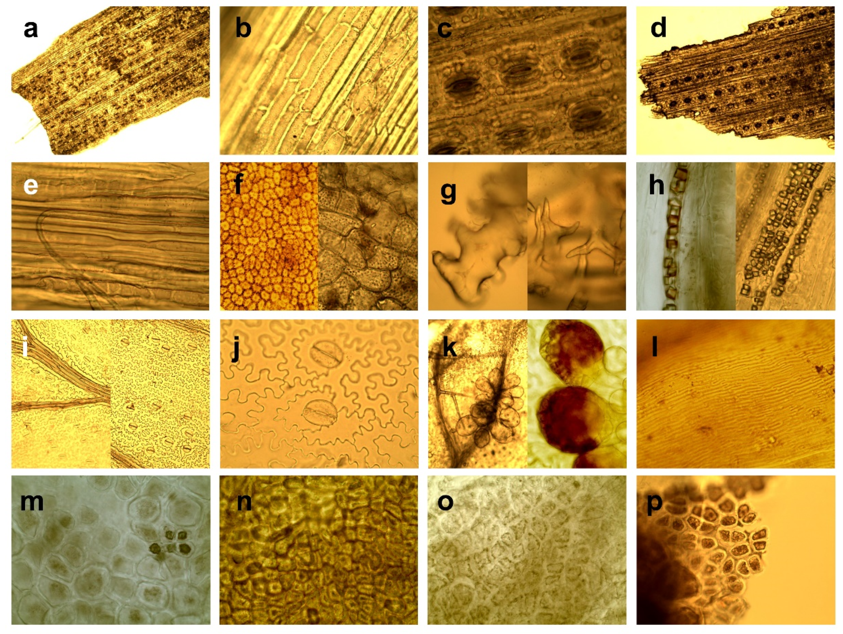 Forests 12 01229 g002 550