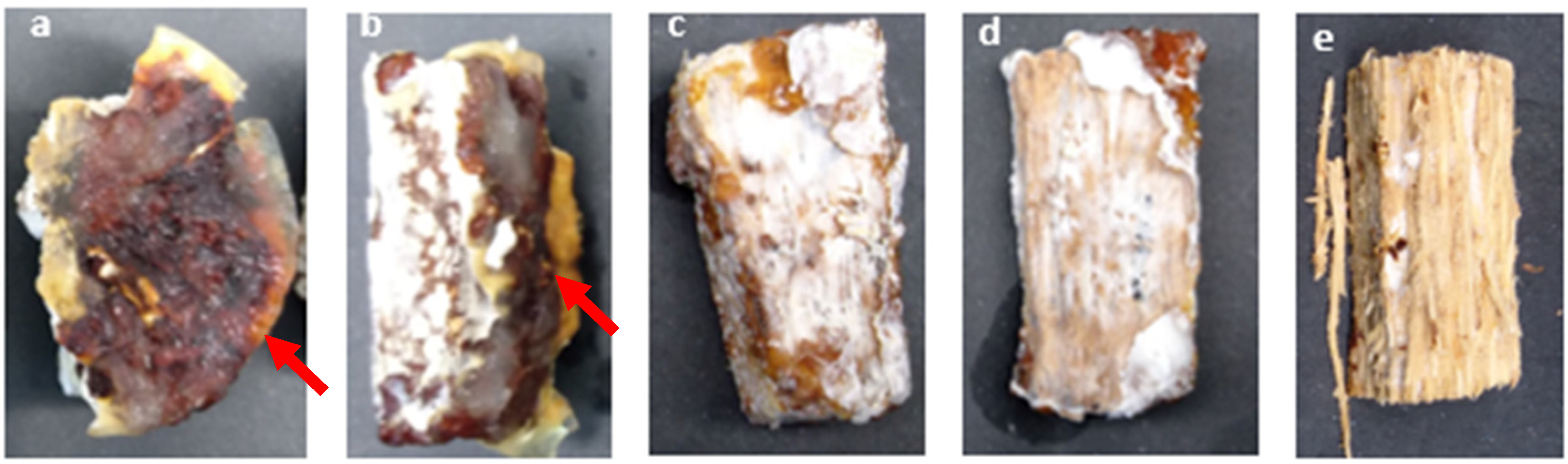 Forests 12 01231 g004 550