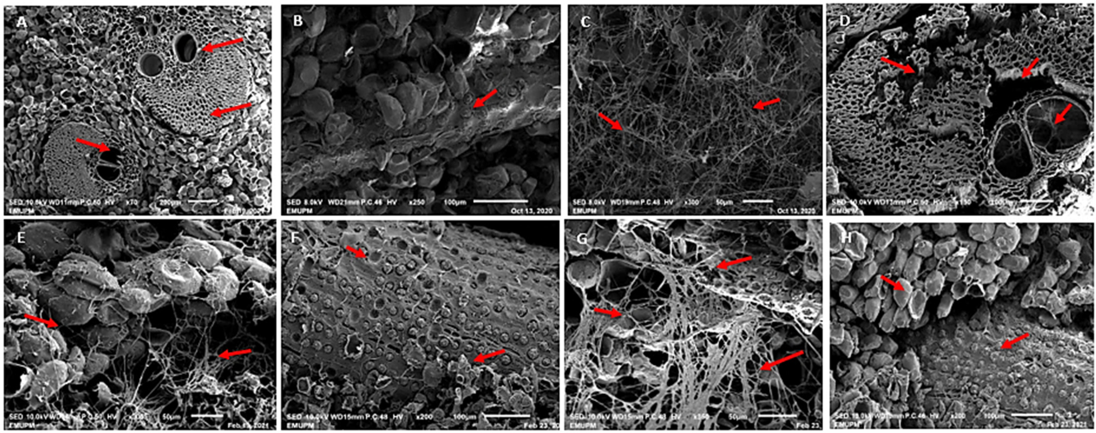 Forests 12 01231 g006 550