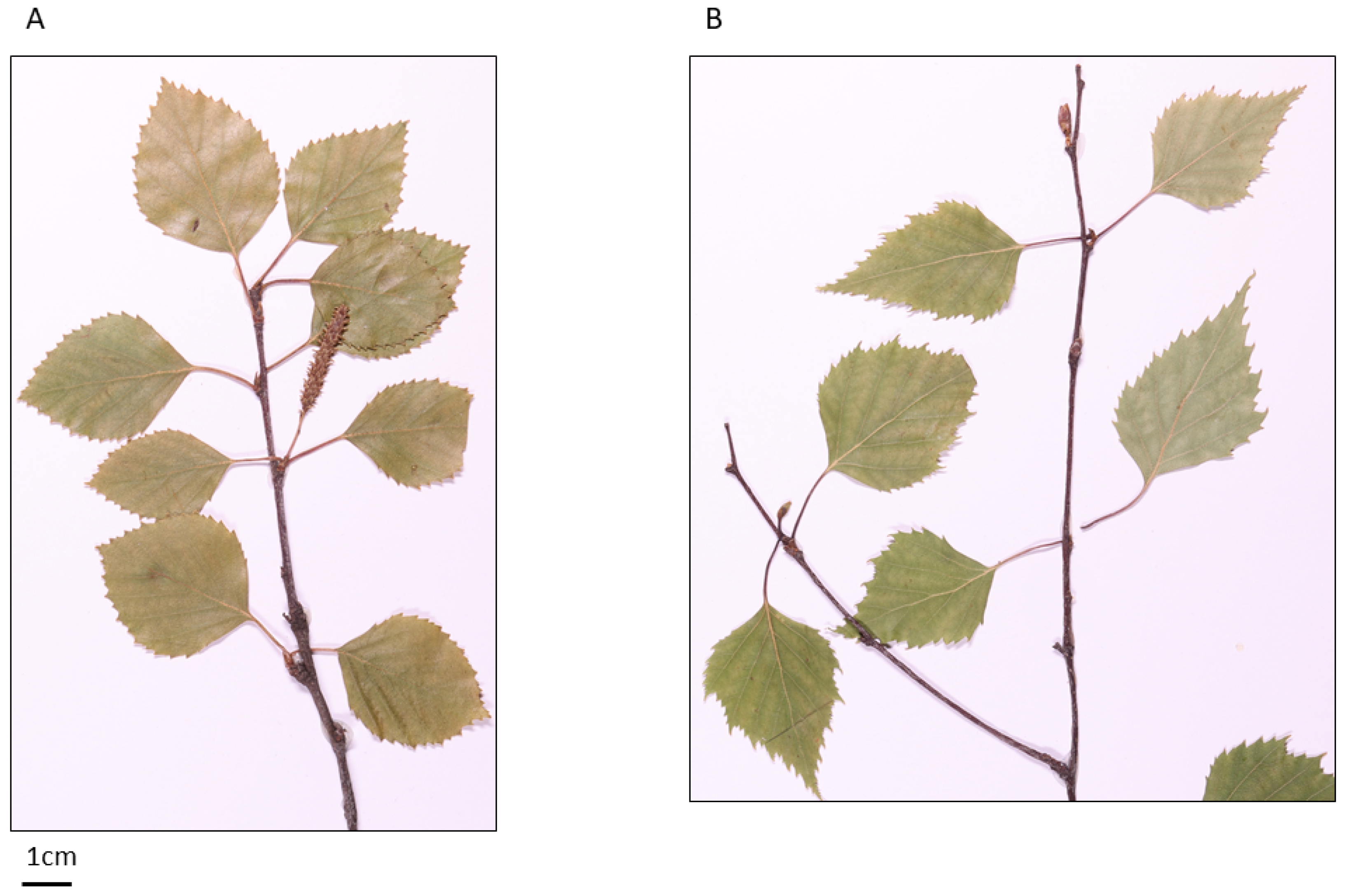 Forests 12 01246 g001