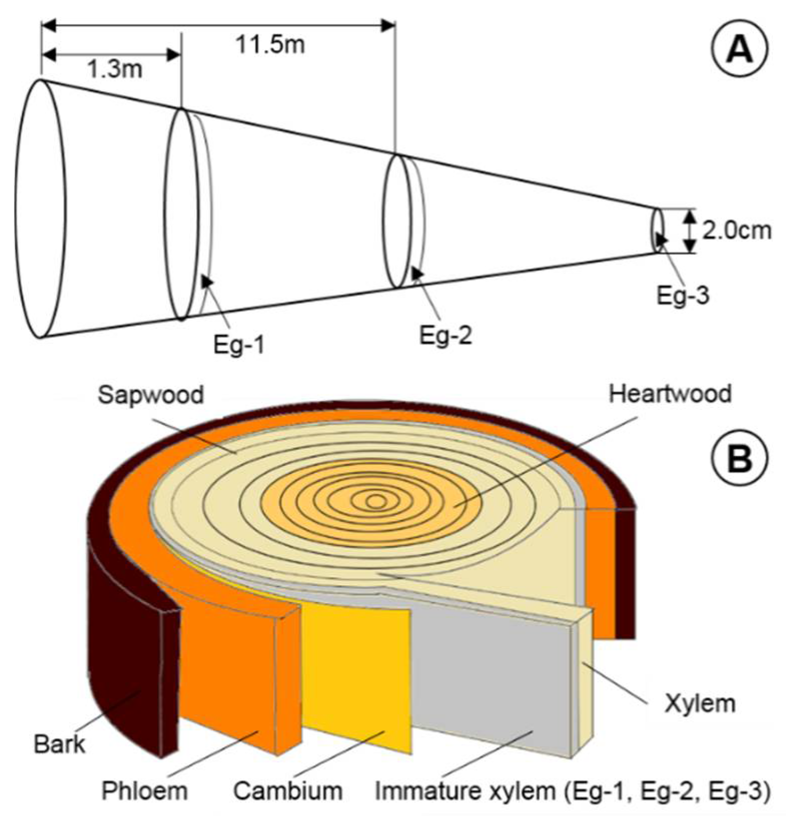 Forests 12 01254 g001