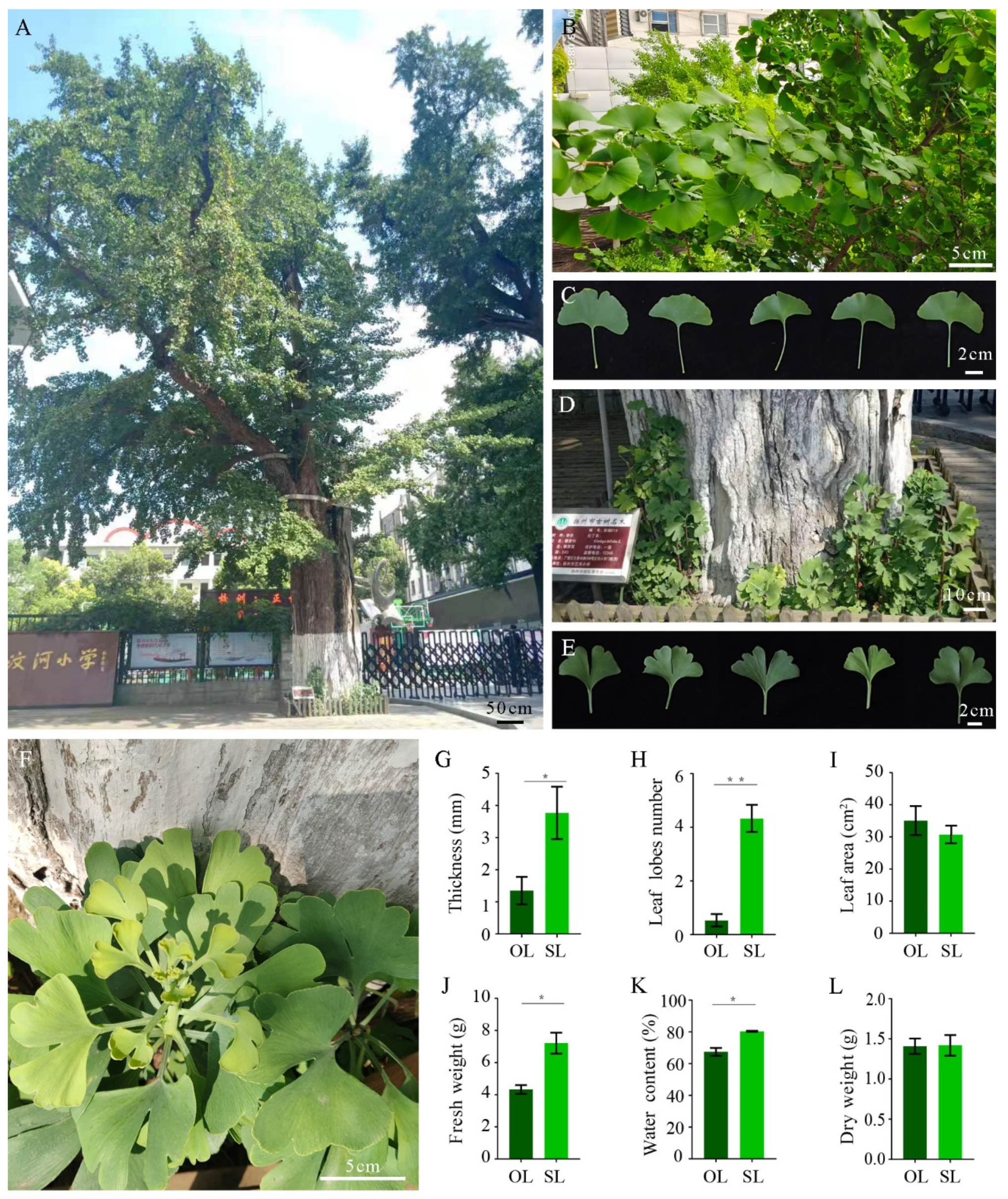 Forests 12 01255 g001 550
