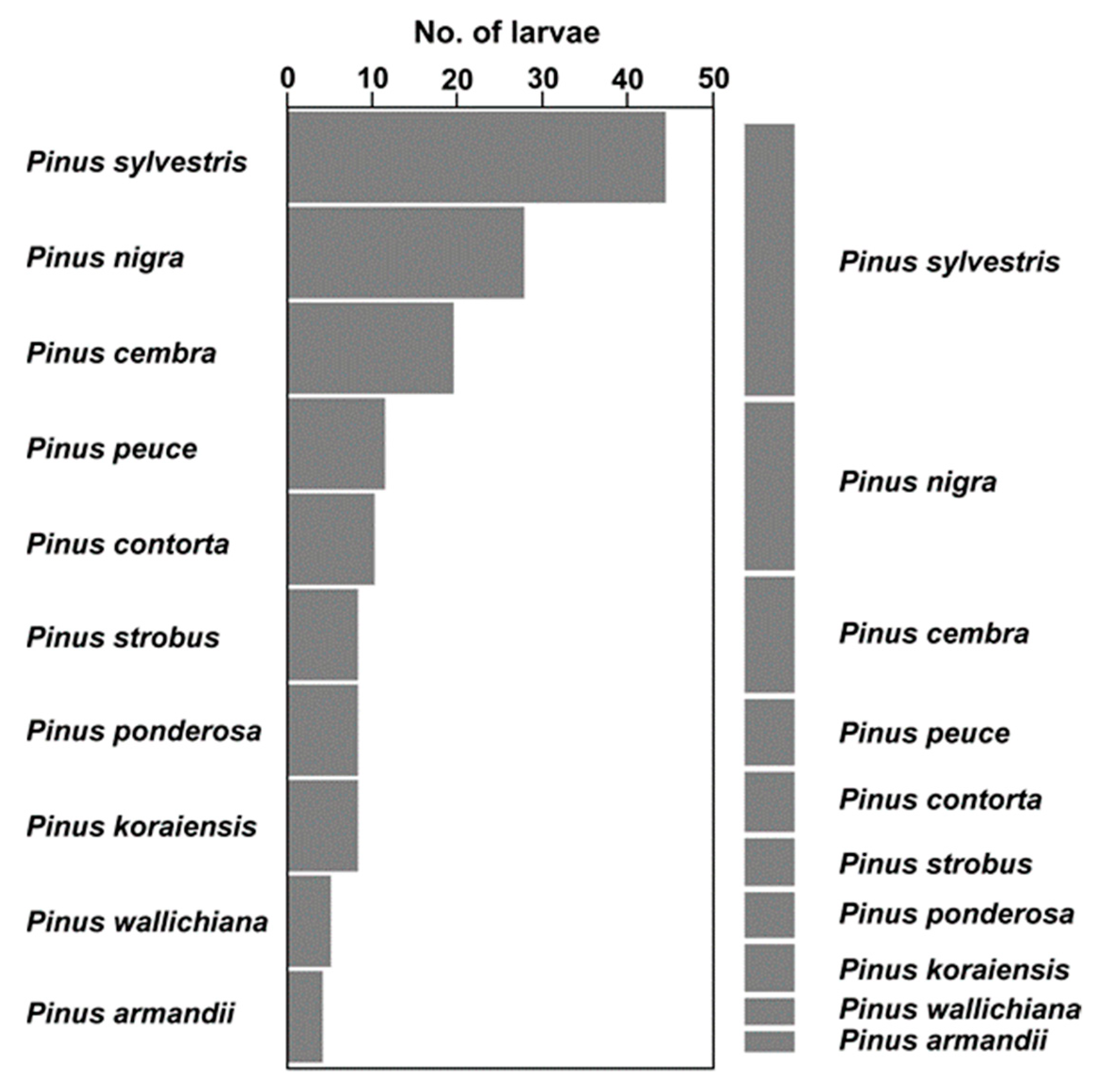 forests free full text preference and performance of the pine tree lappet dendrolimus pini on various pine species html