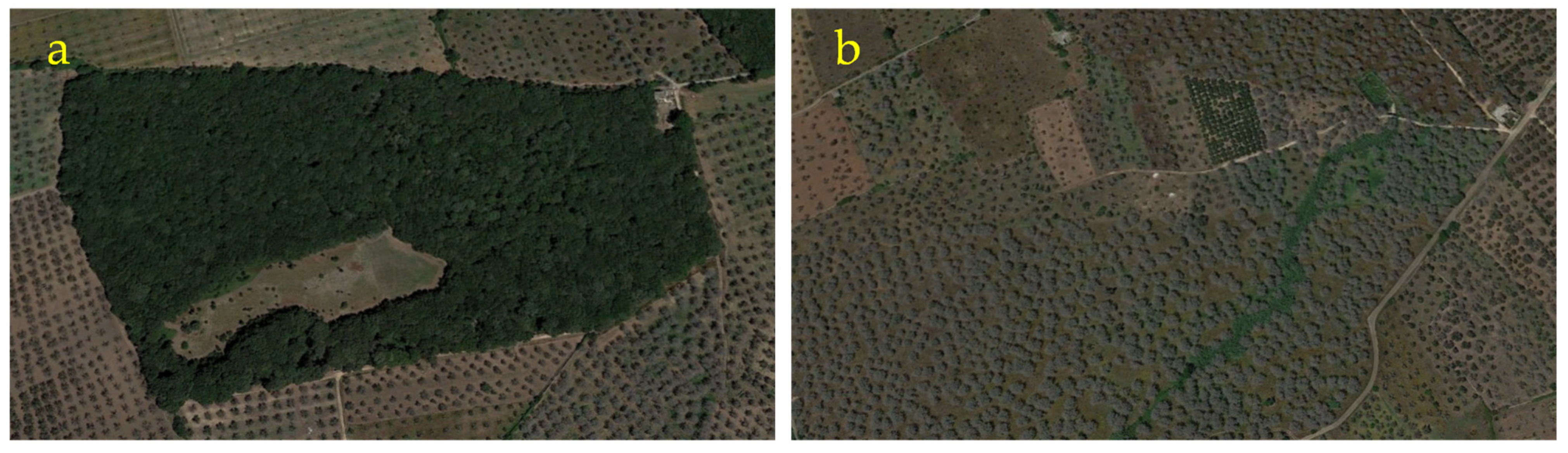 Forests 12 01266 g009 550