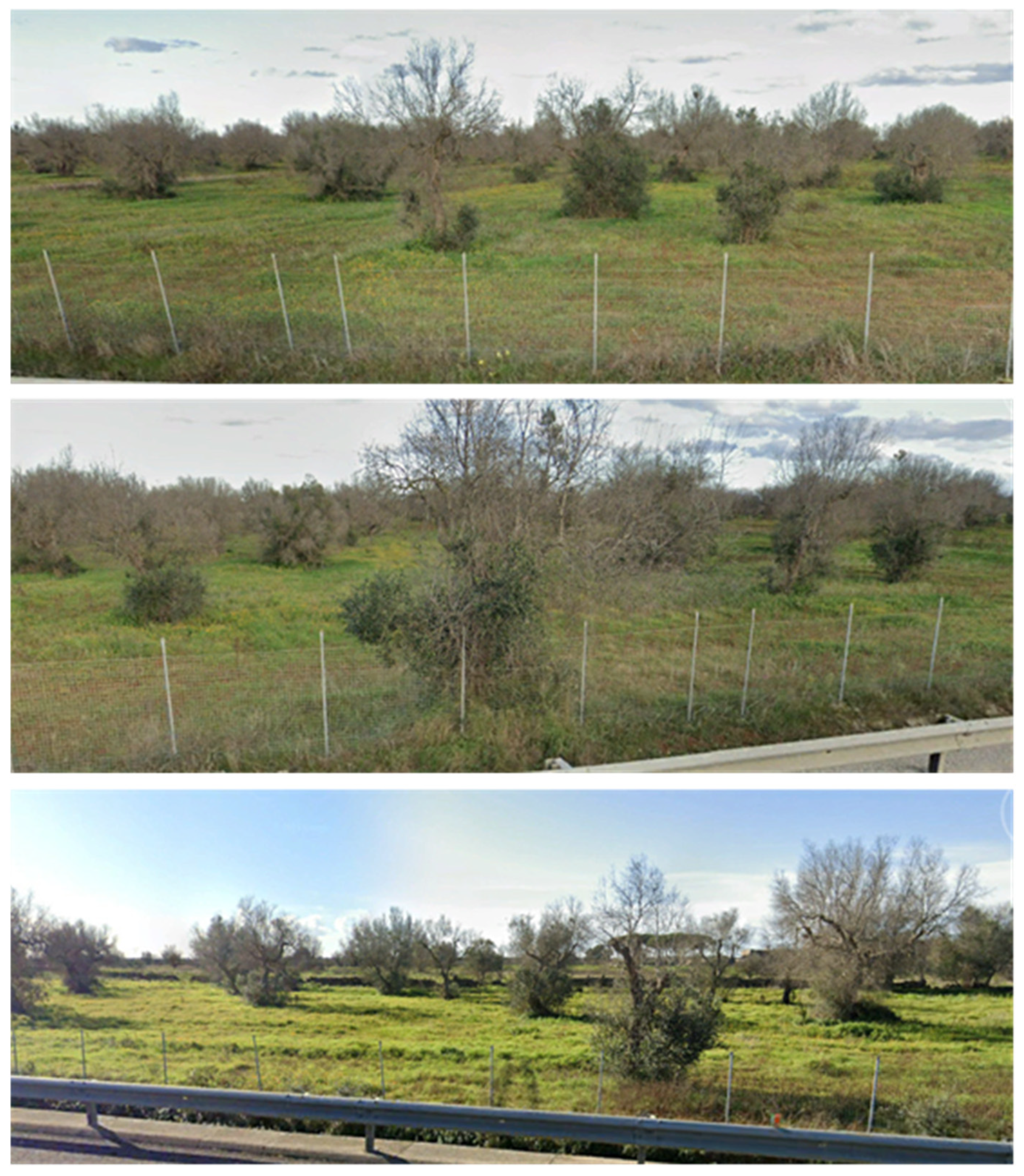 Forests 12 01266 g011 550