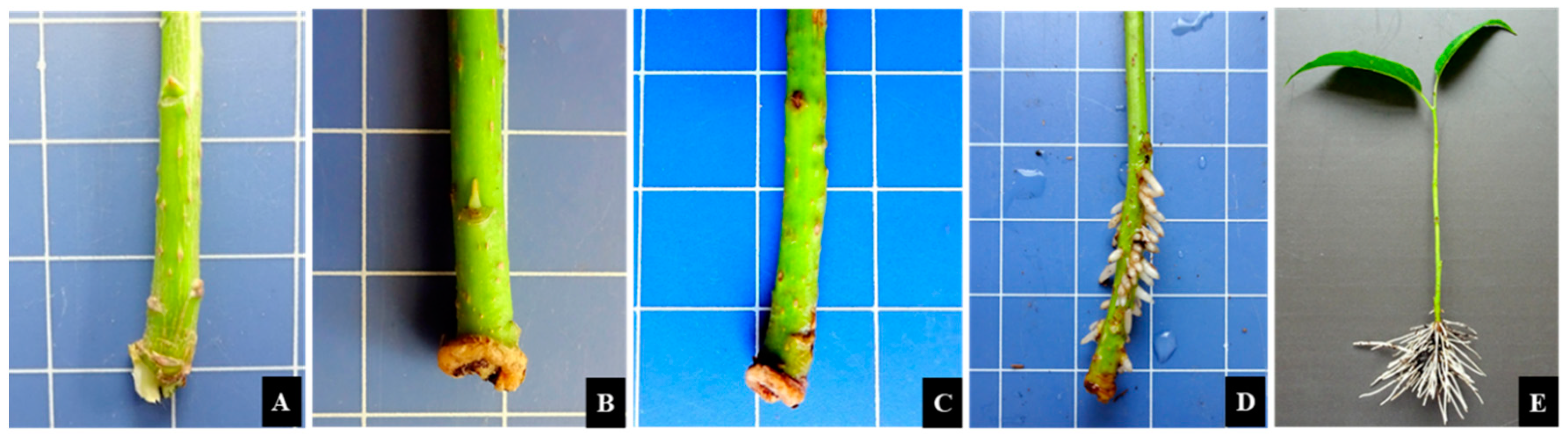 Forests 12 01267 g001 Forests 12 01267 g001