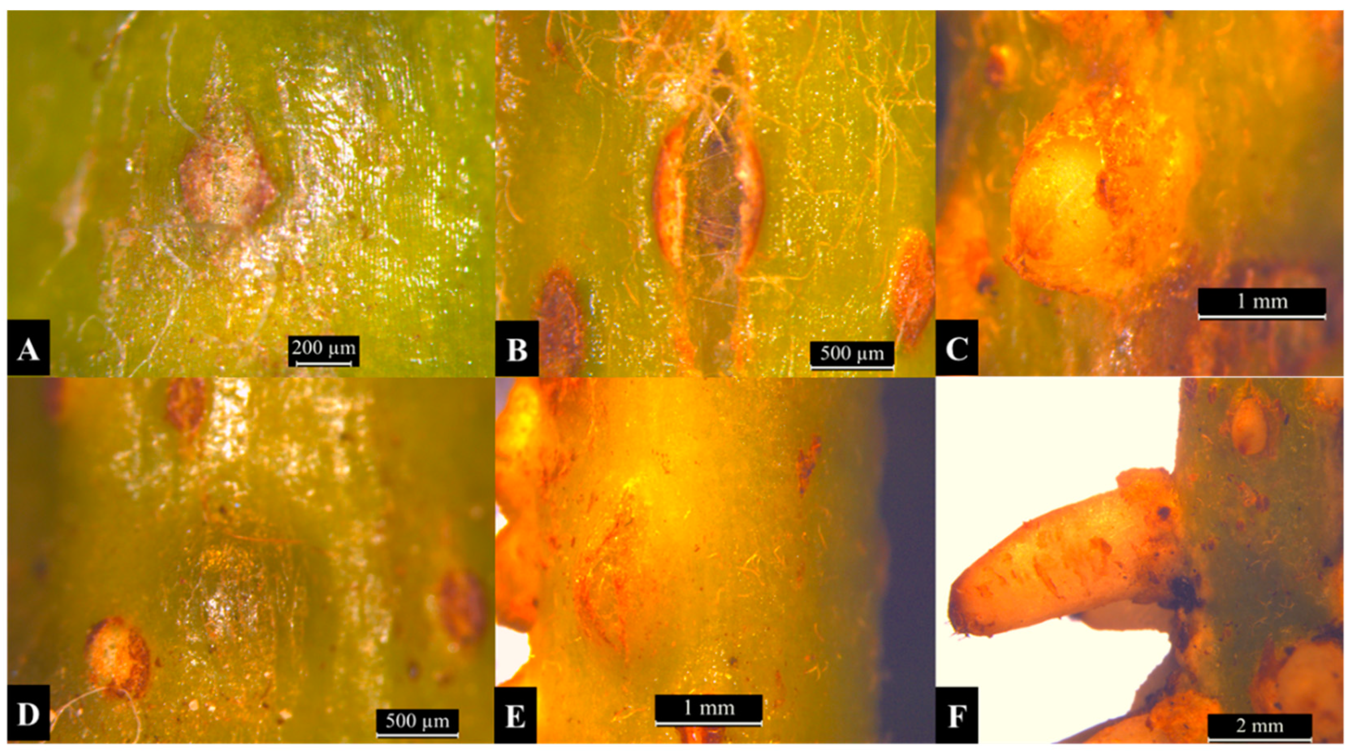 Forests 12 01267 g002 Forests 12 01267 g002