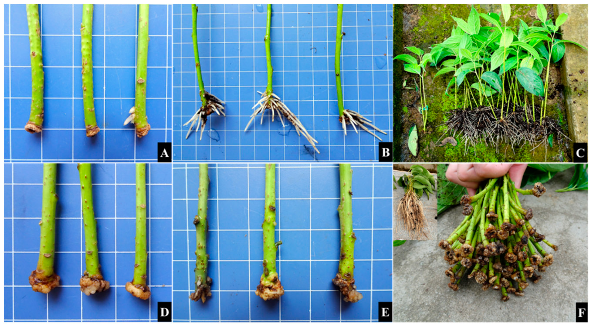 Forests 12 01267 g004 Forests 12 01267 g004