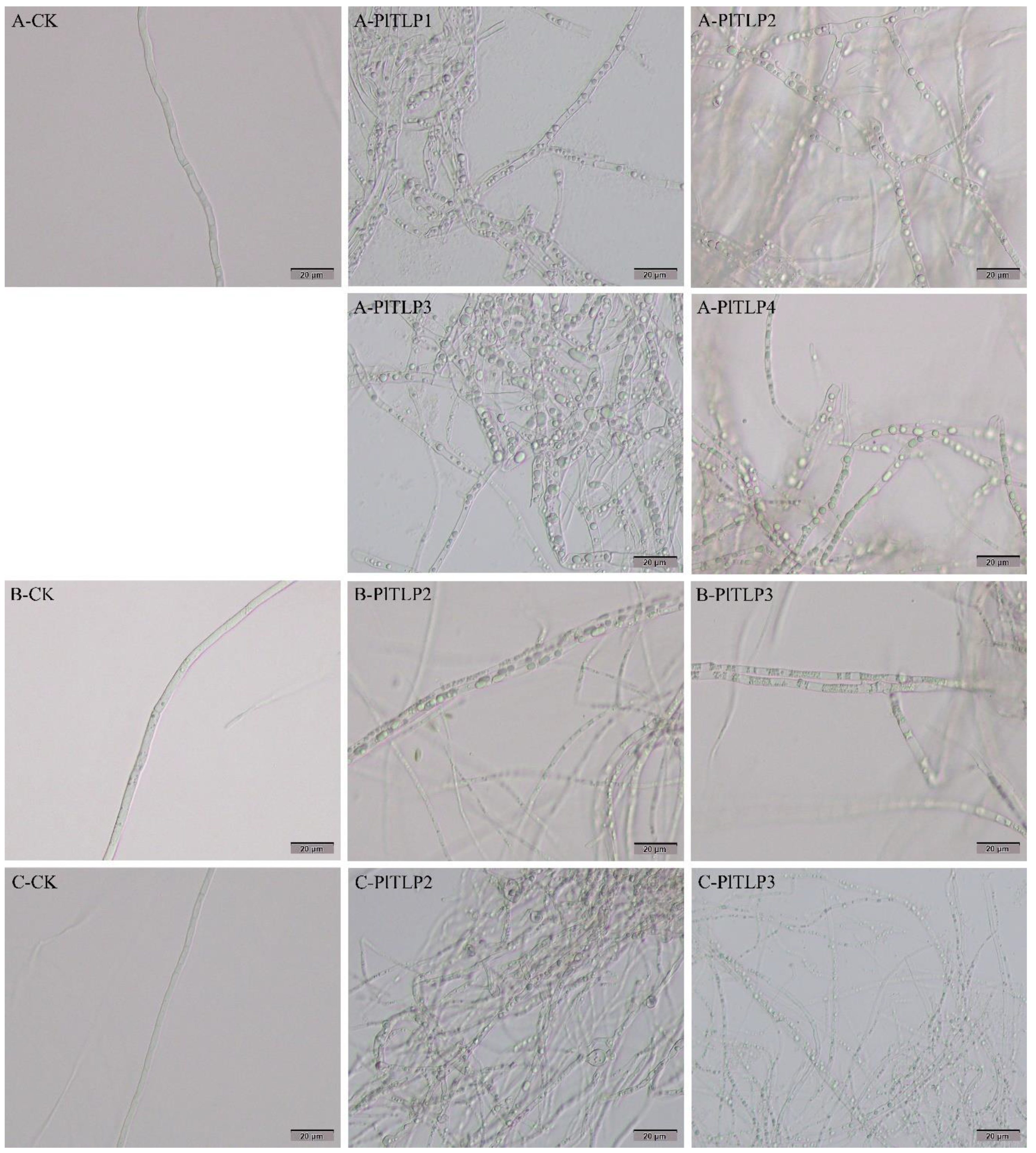 Forests 12 01268 g008