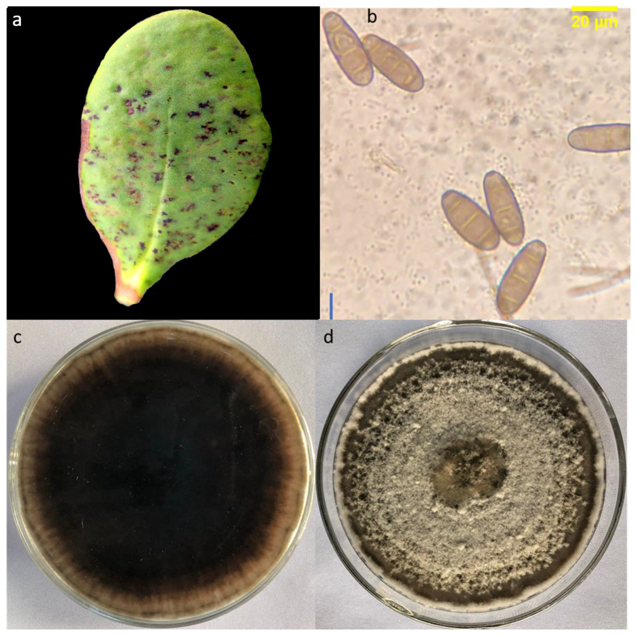 Forests 12 01273 g005