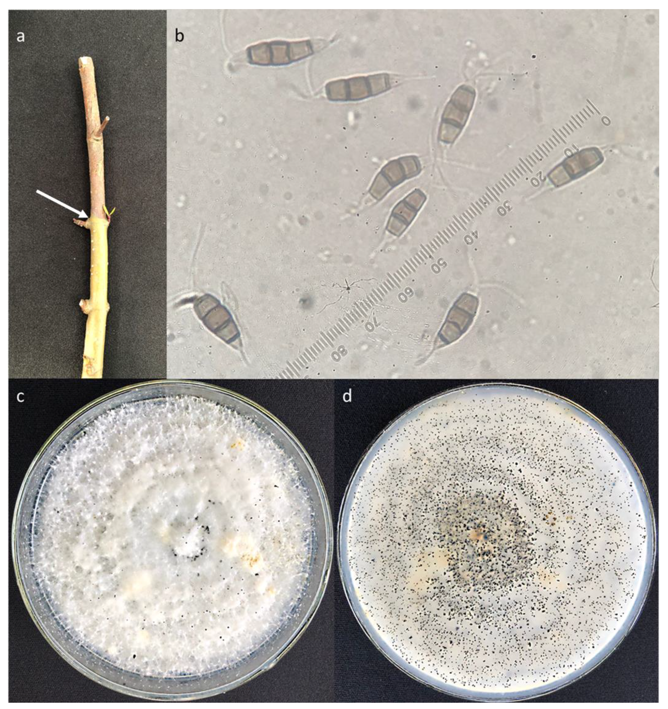 Forests 12 01273 g006