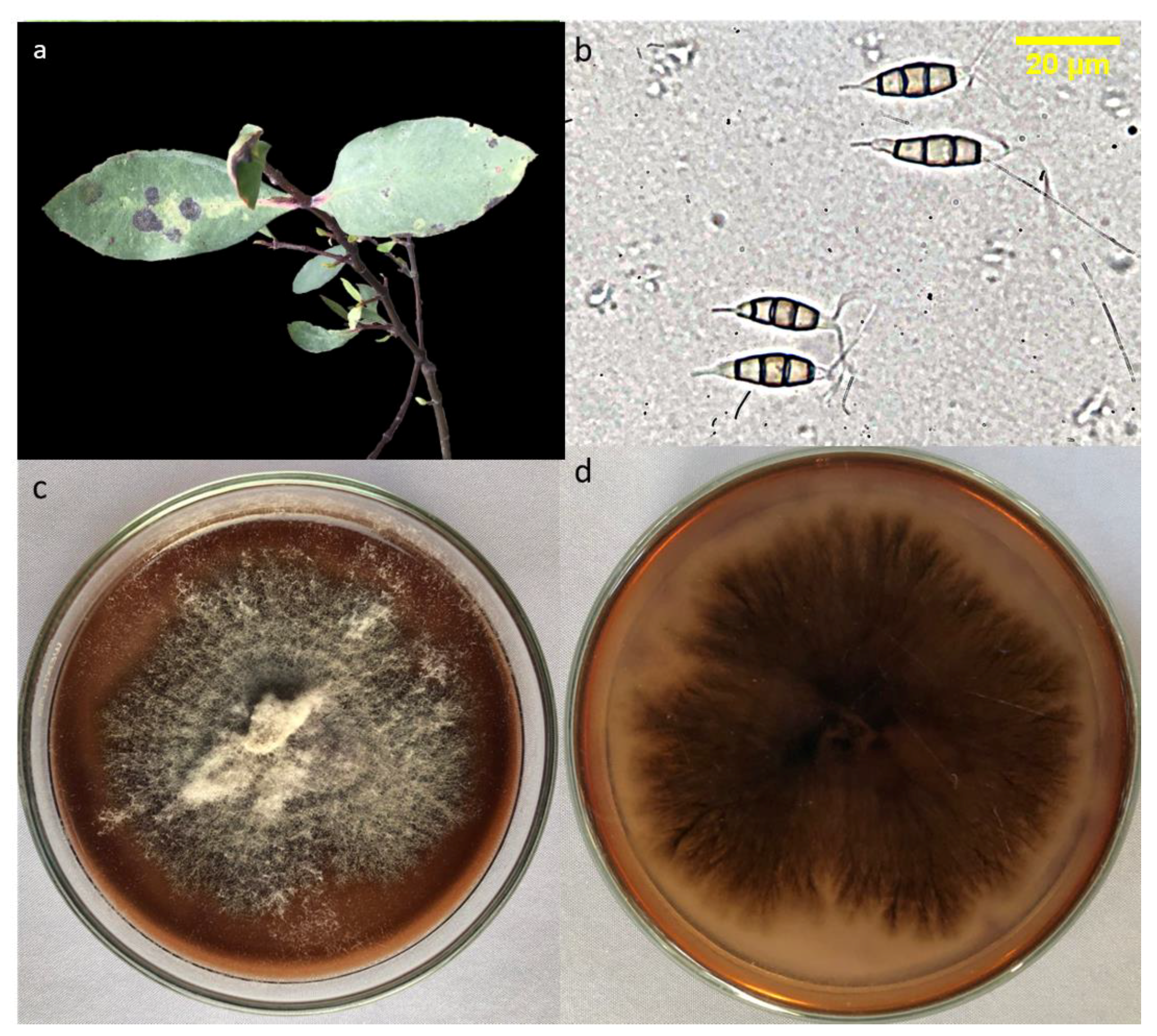 Forests 12 01273 g008