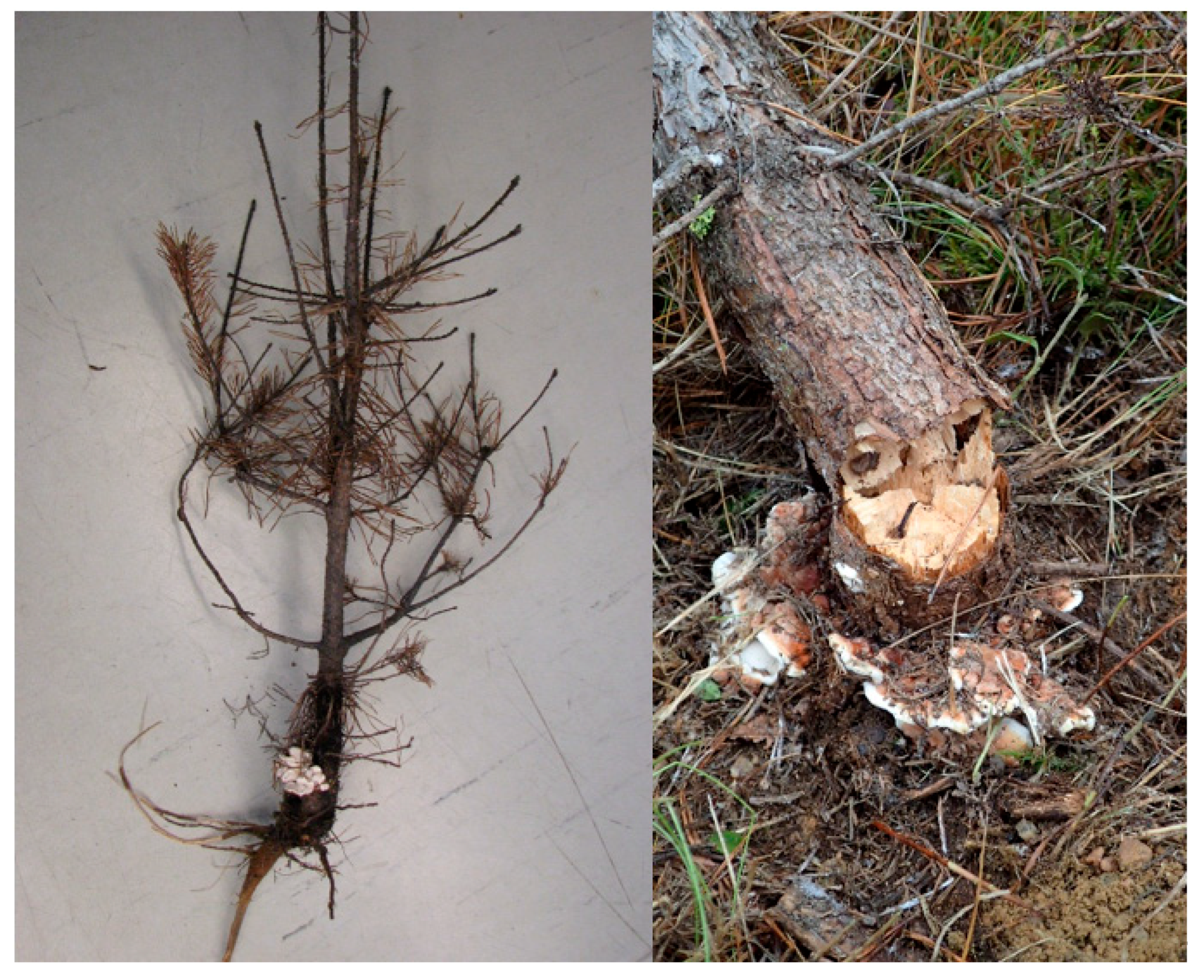 Forests 12 01289 g001 550