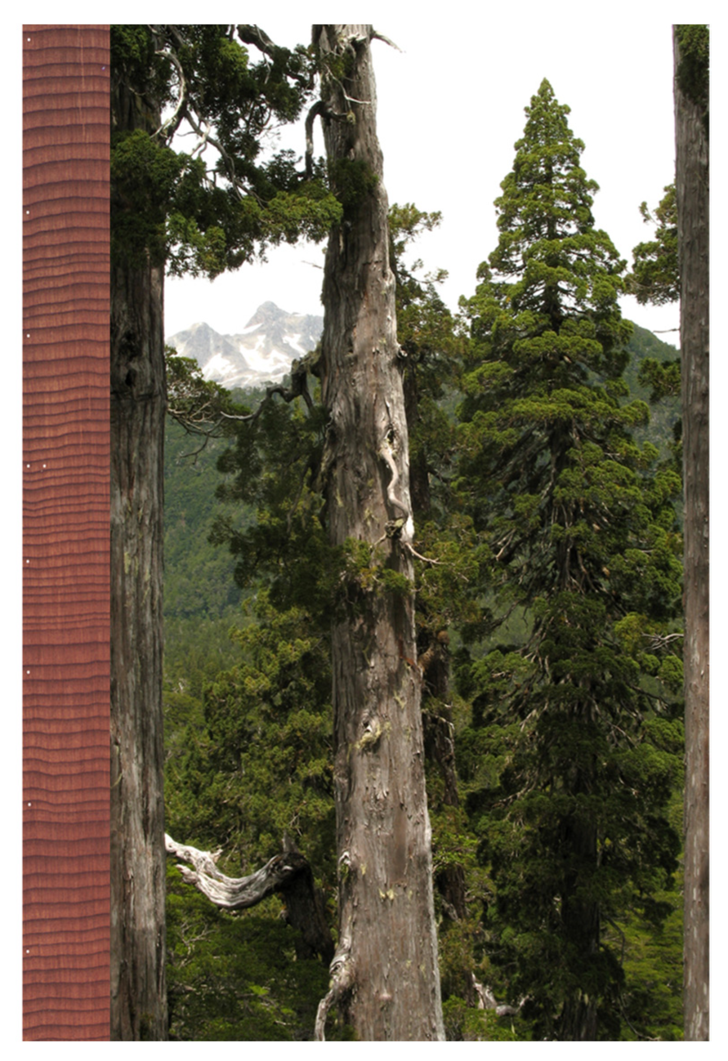 Forests 12 01305 g003 Forests 12 01305 g003