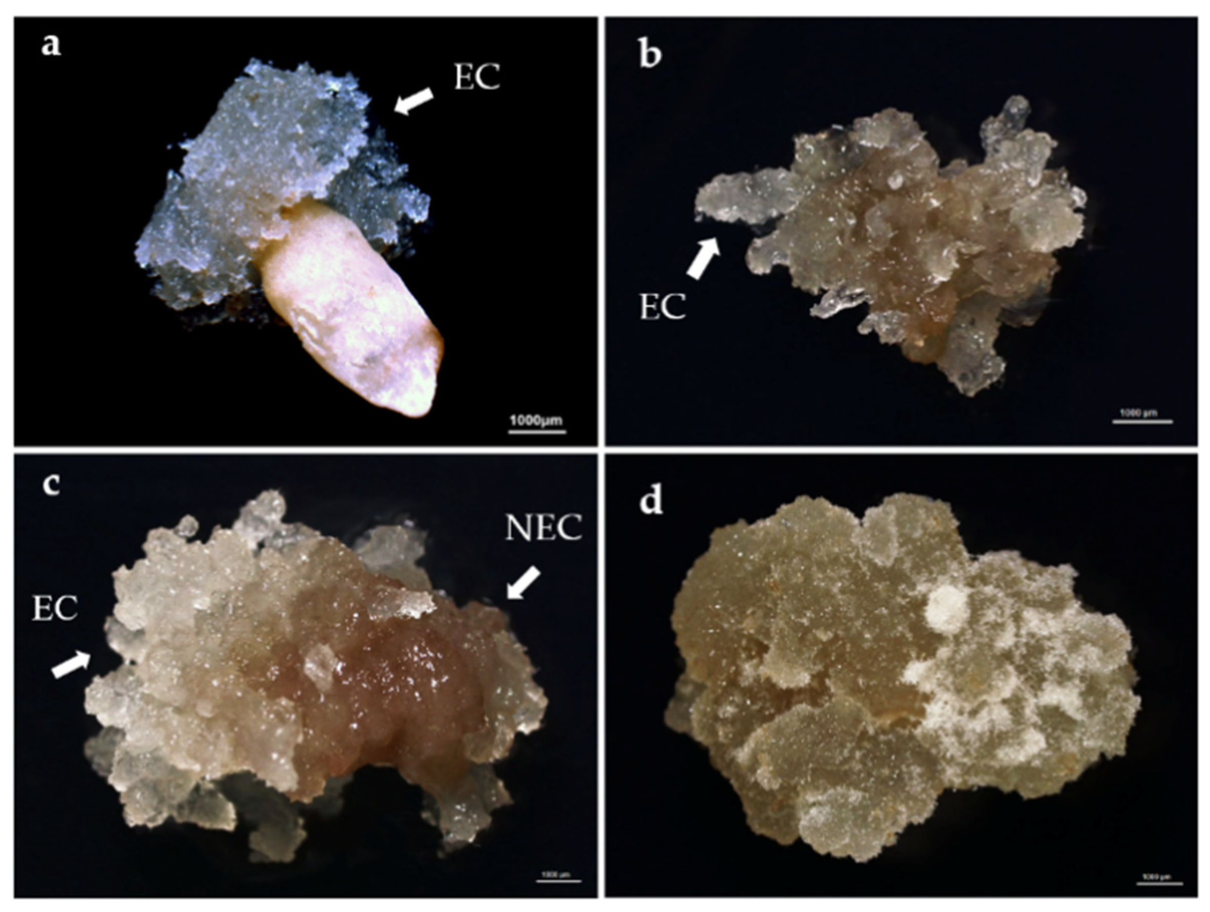 Forests 12 01335 g001