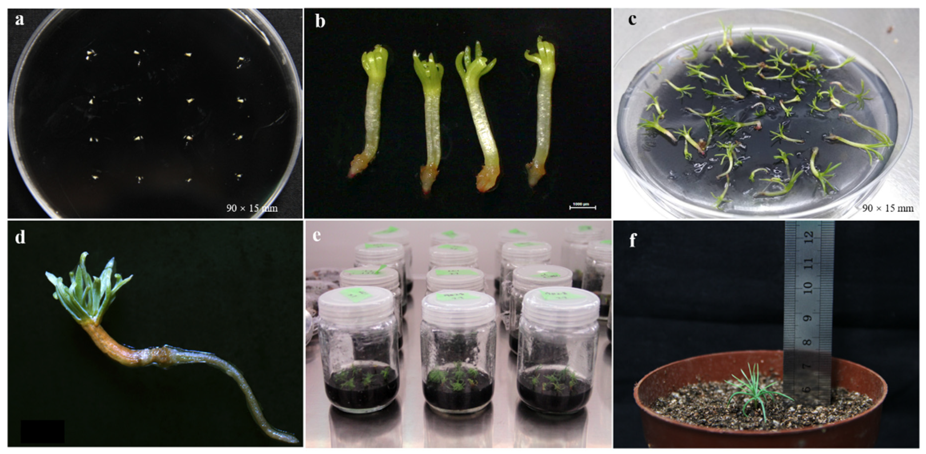 Forests 12 01335 g005
