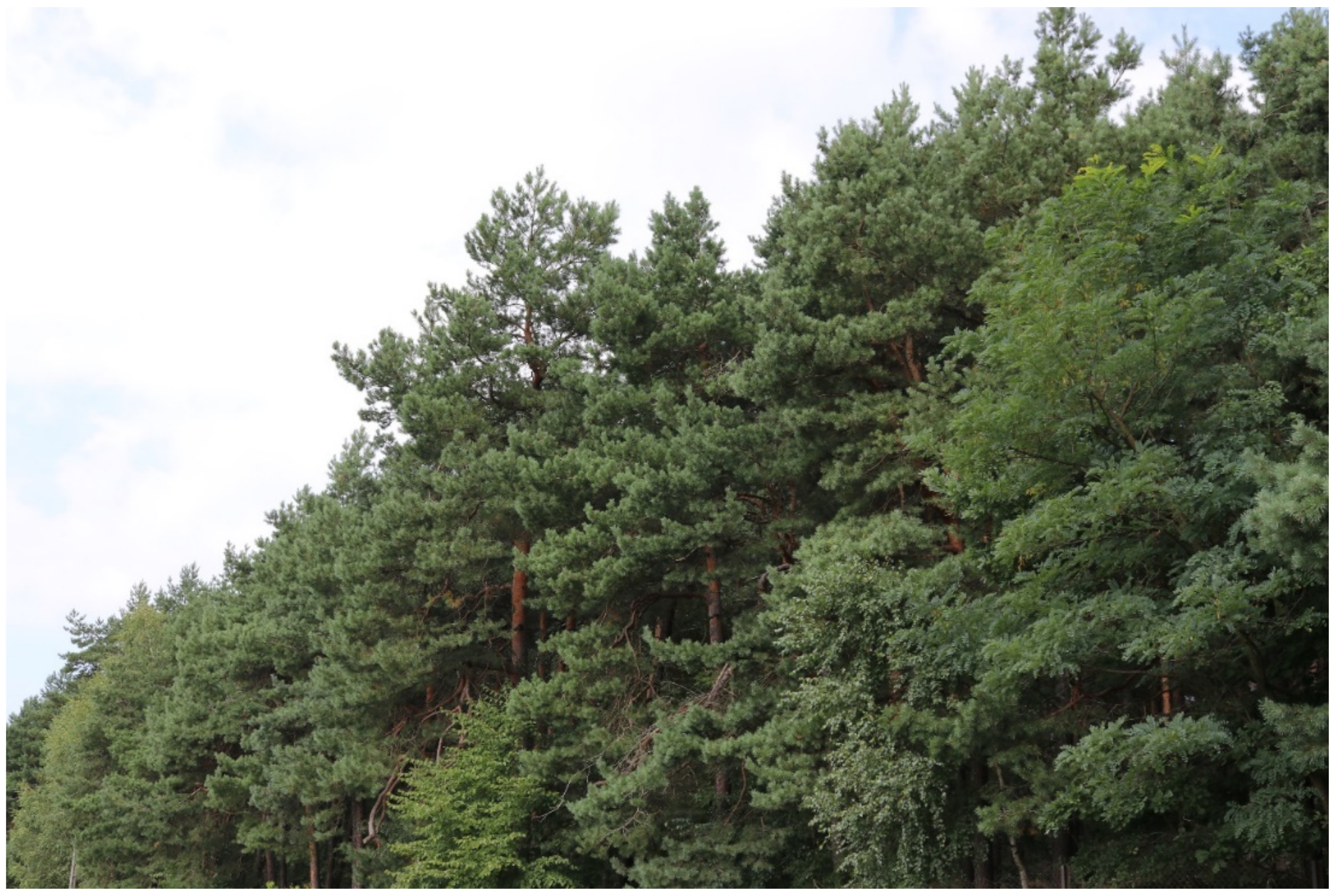 Forests 12 01336 g009 550
