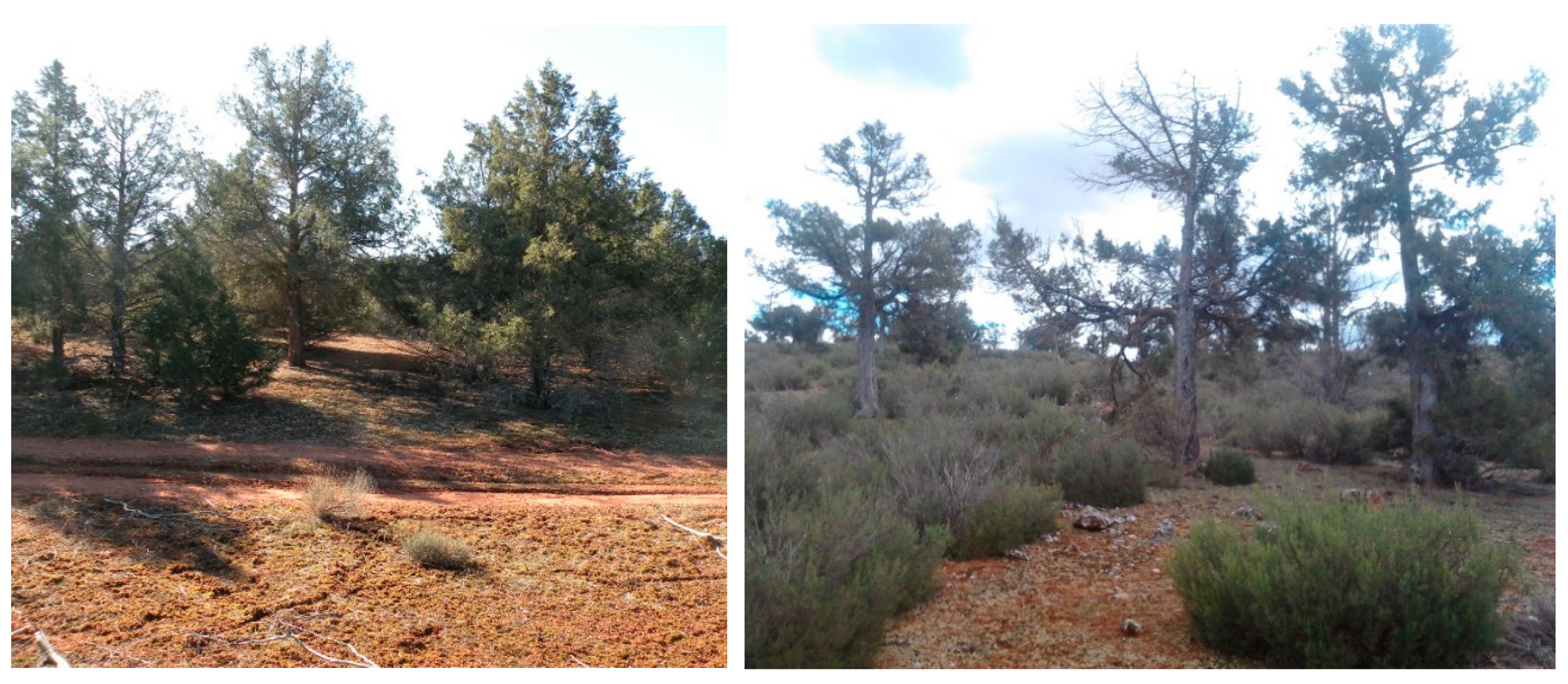 Forests 12 01340 g002 Forests 12 01340 g002