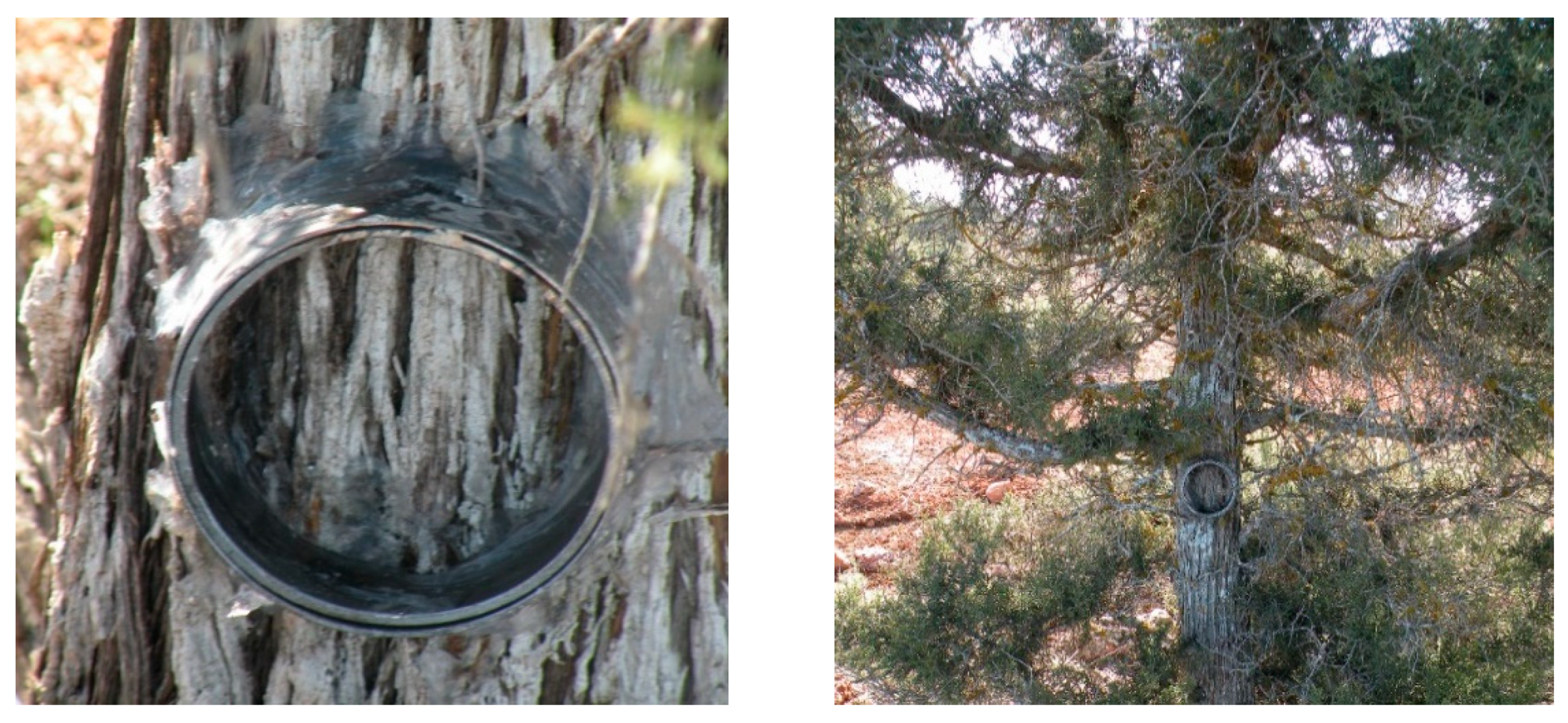 Forests 12 01340 g003 Forests 12 01340 g003