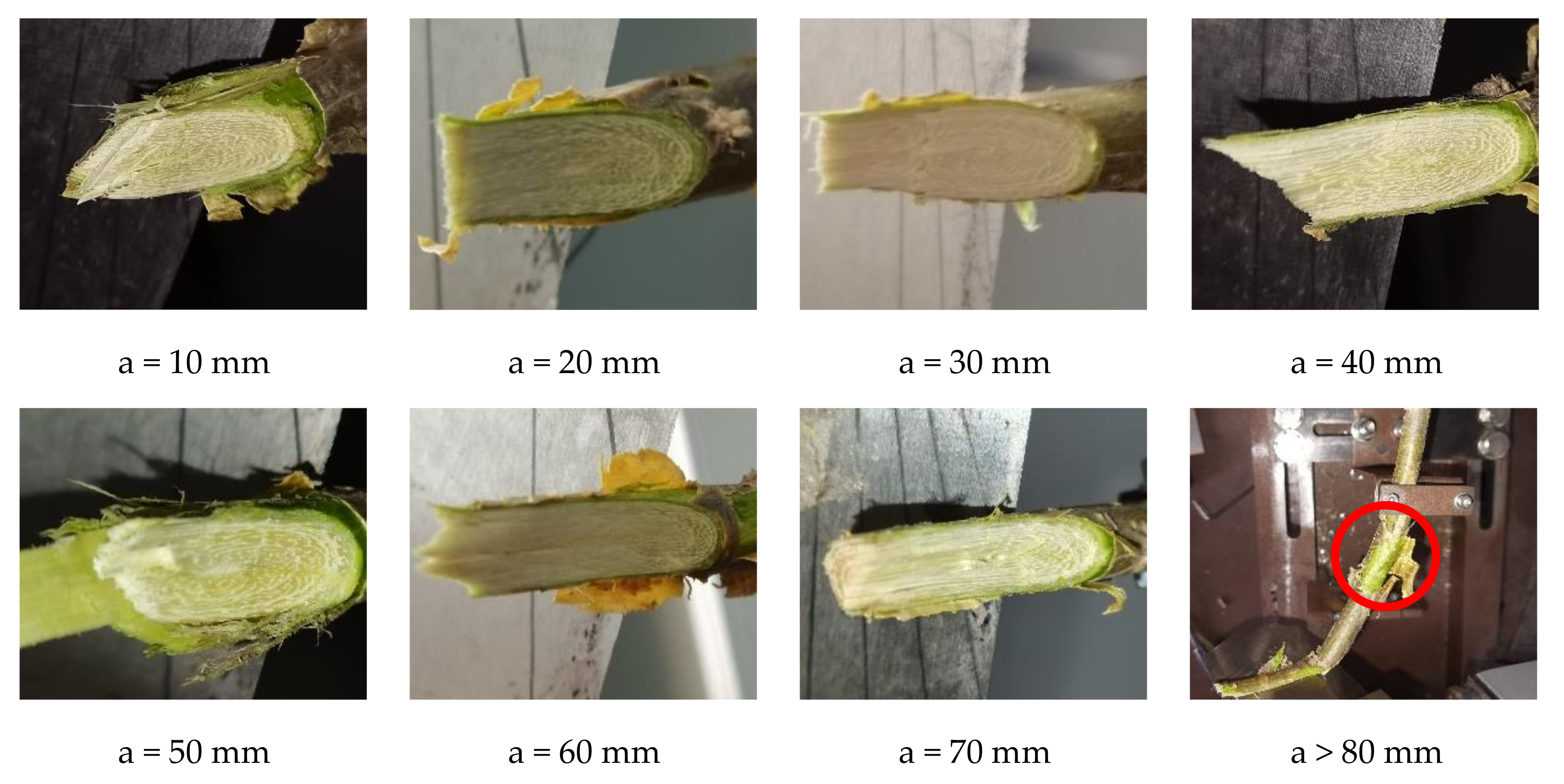 Forests 12 01359 g016