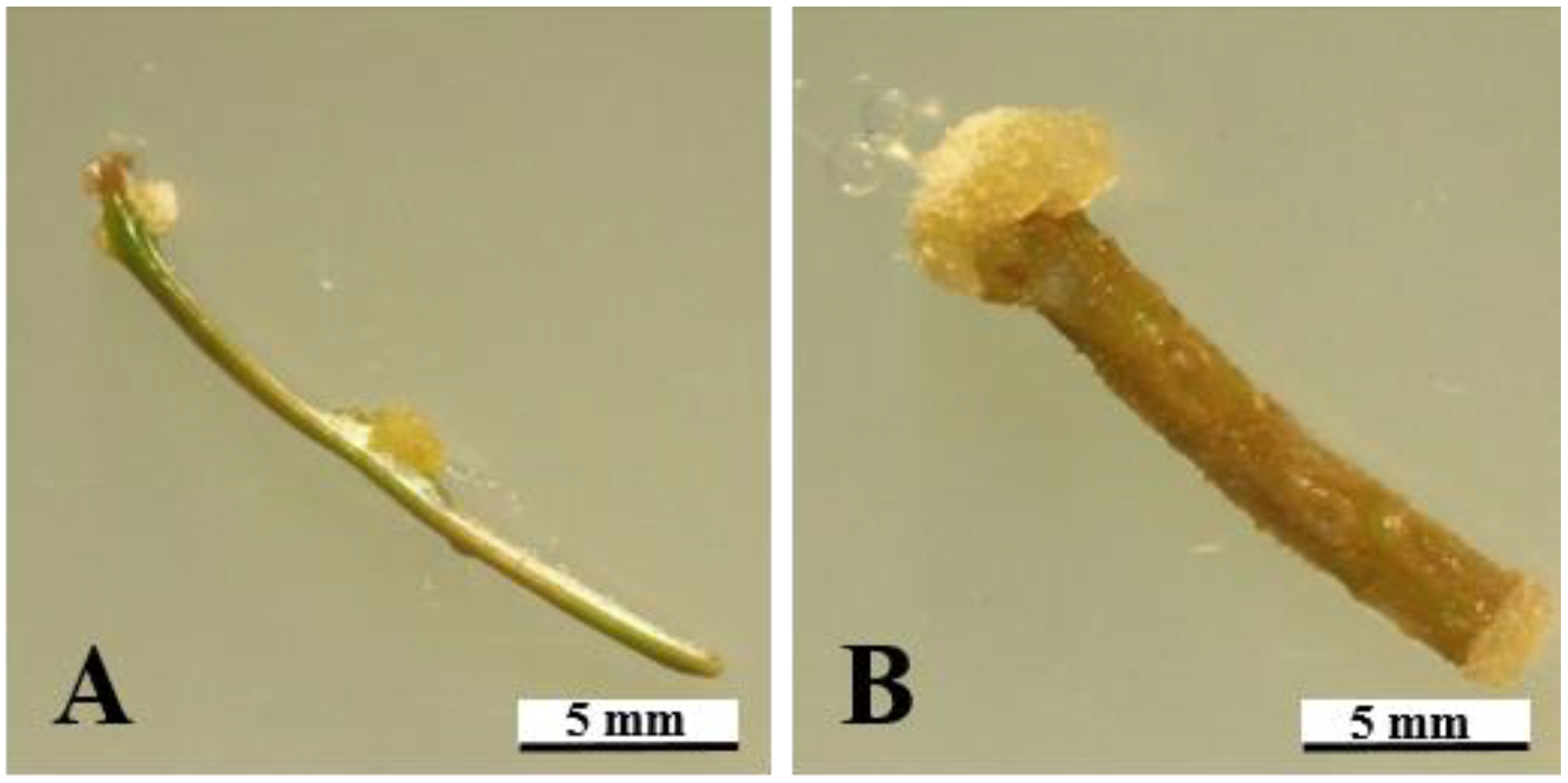 Forests 12 01388 g001