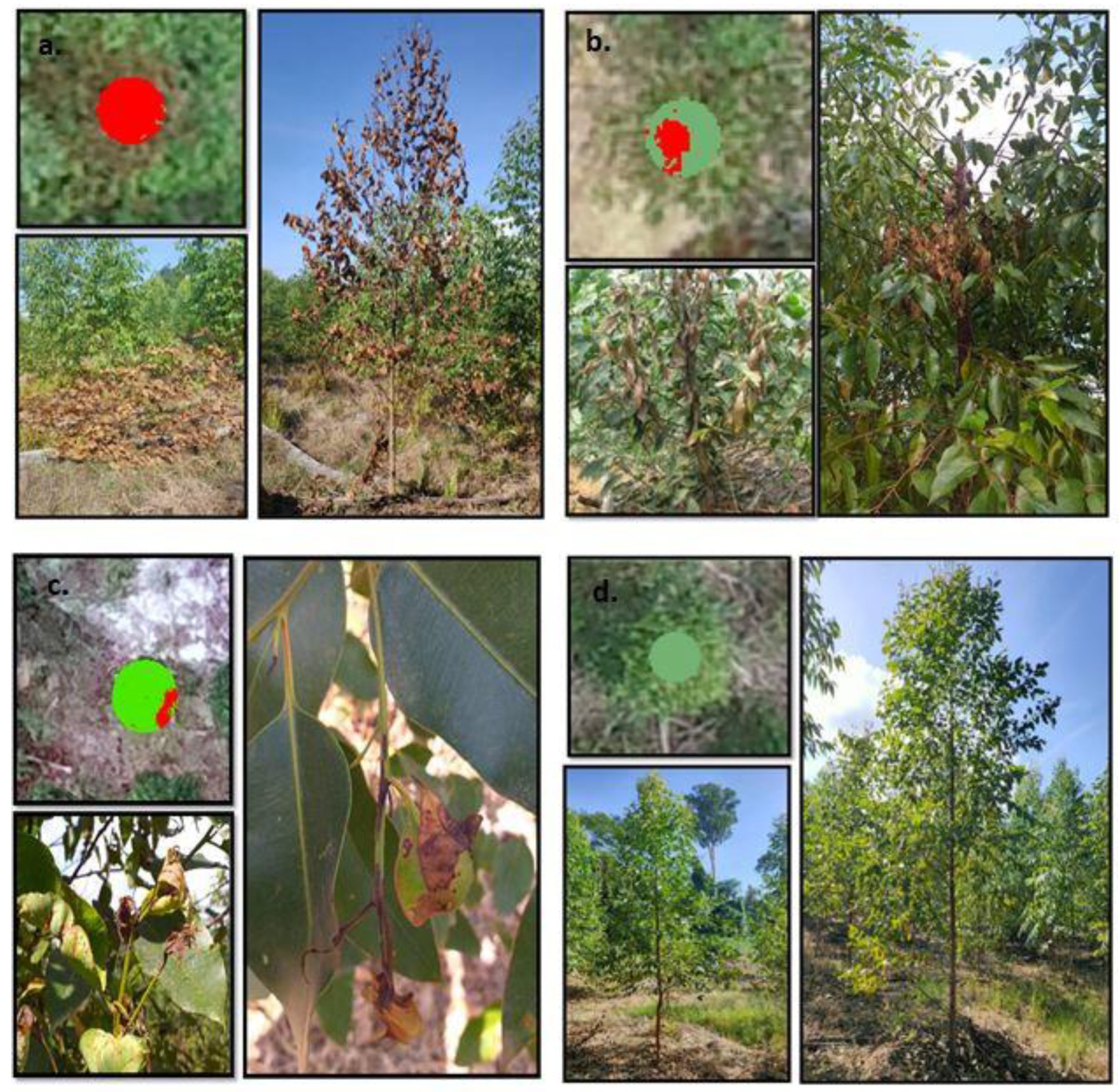 Forests 12 01393 g008 Forests 12 01393 g008