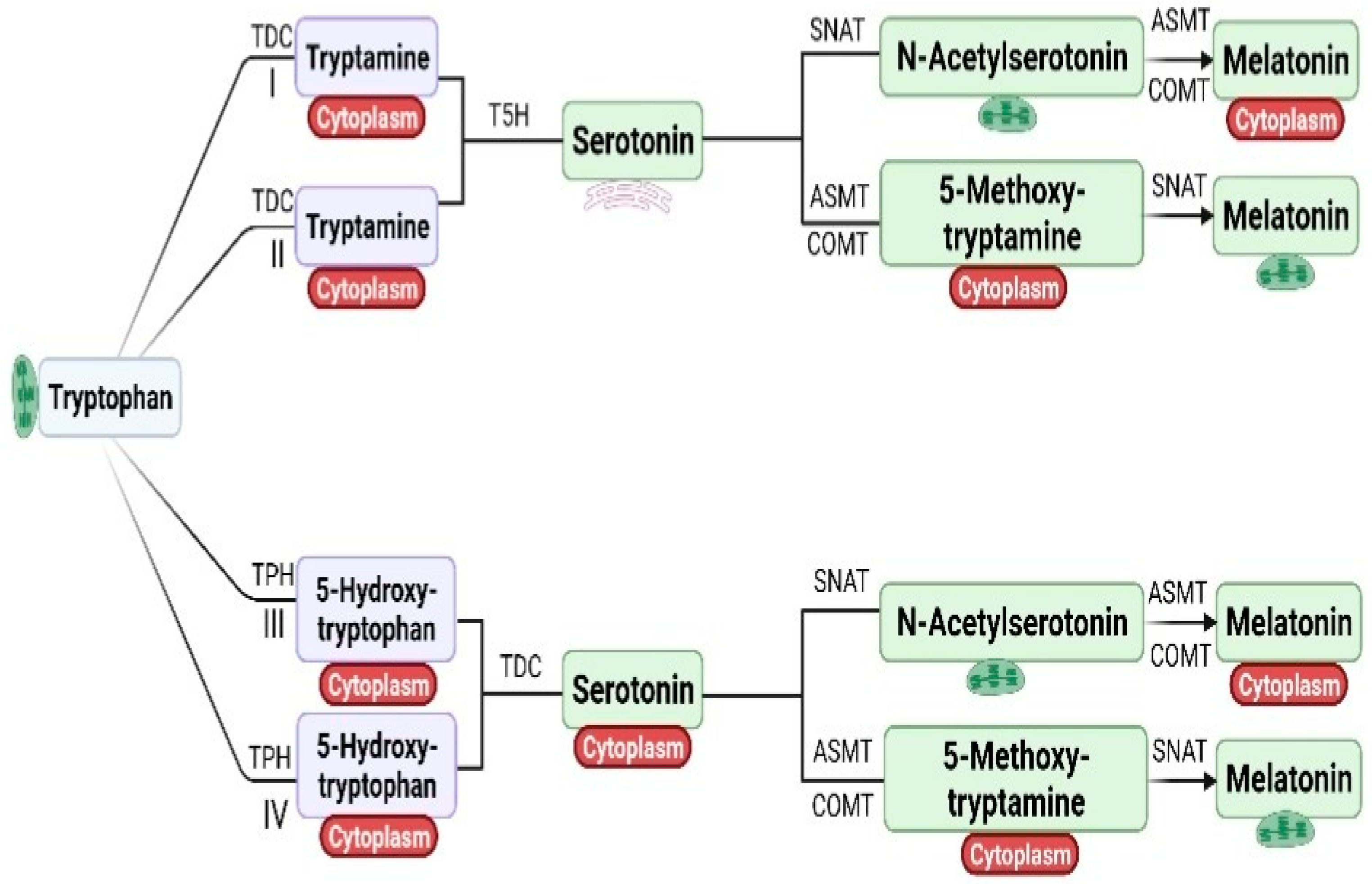 Forests | Free Full-Text | Melatonin in Plant Defense against