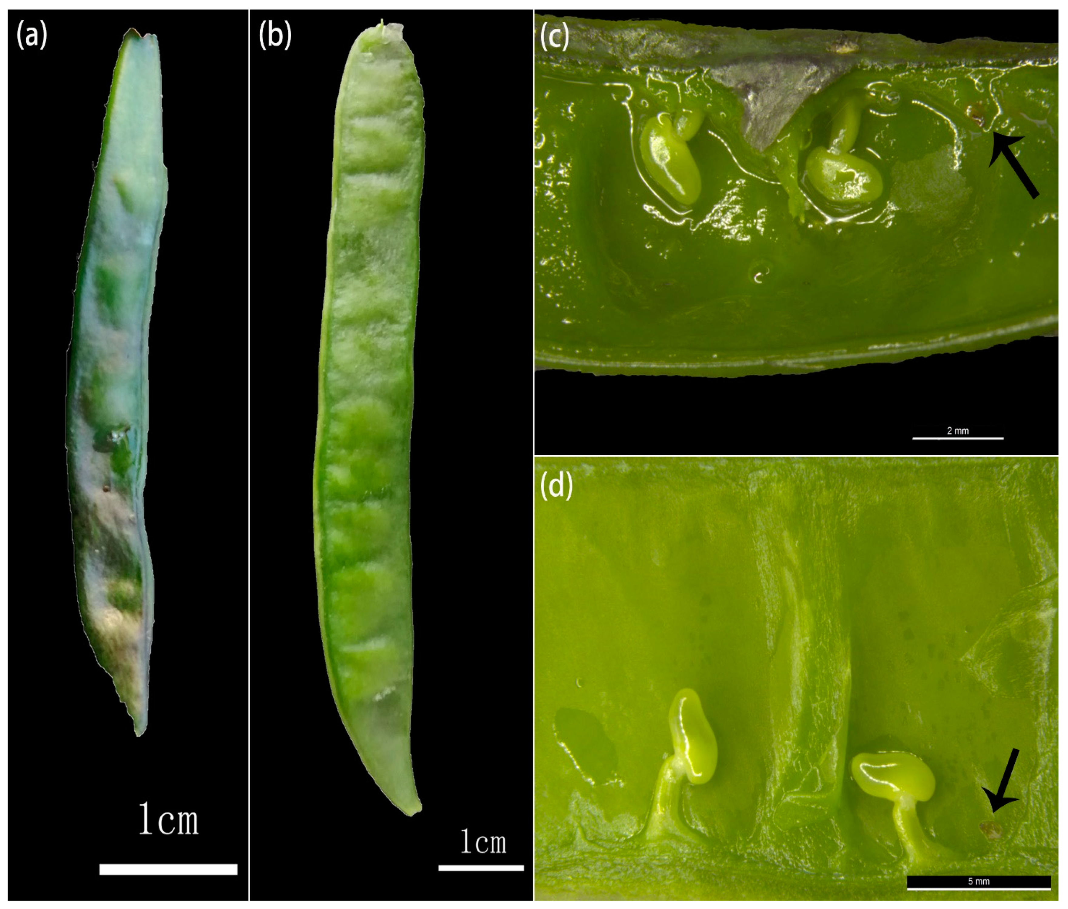 Forests 12 01416 g003