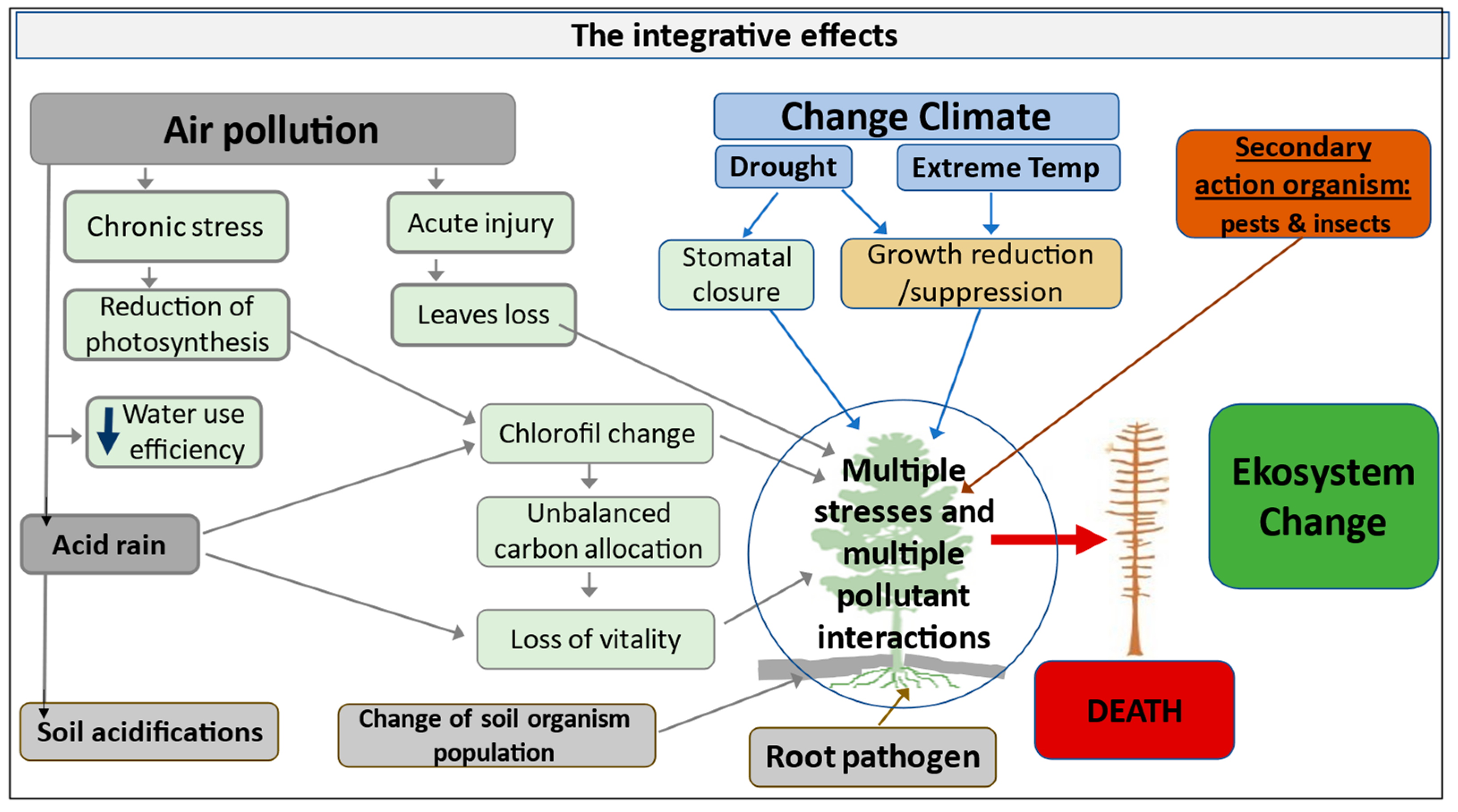 Forests Free FullText The Impact of Air Pollution on the Growth of