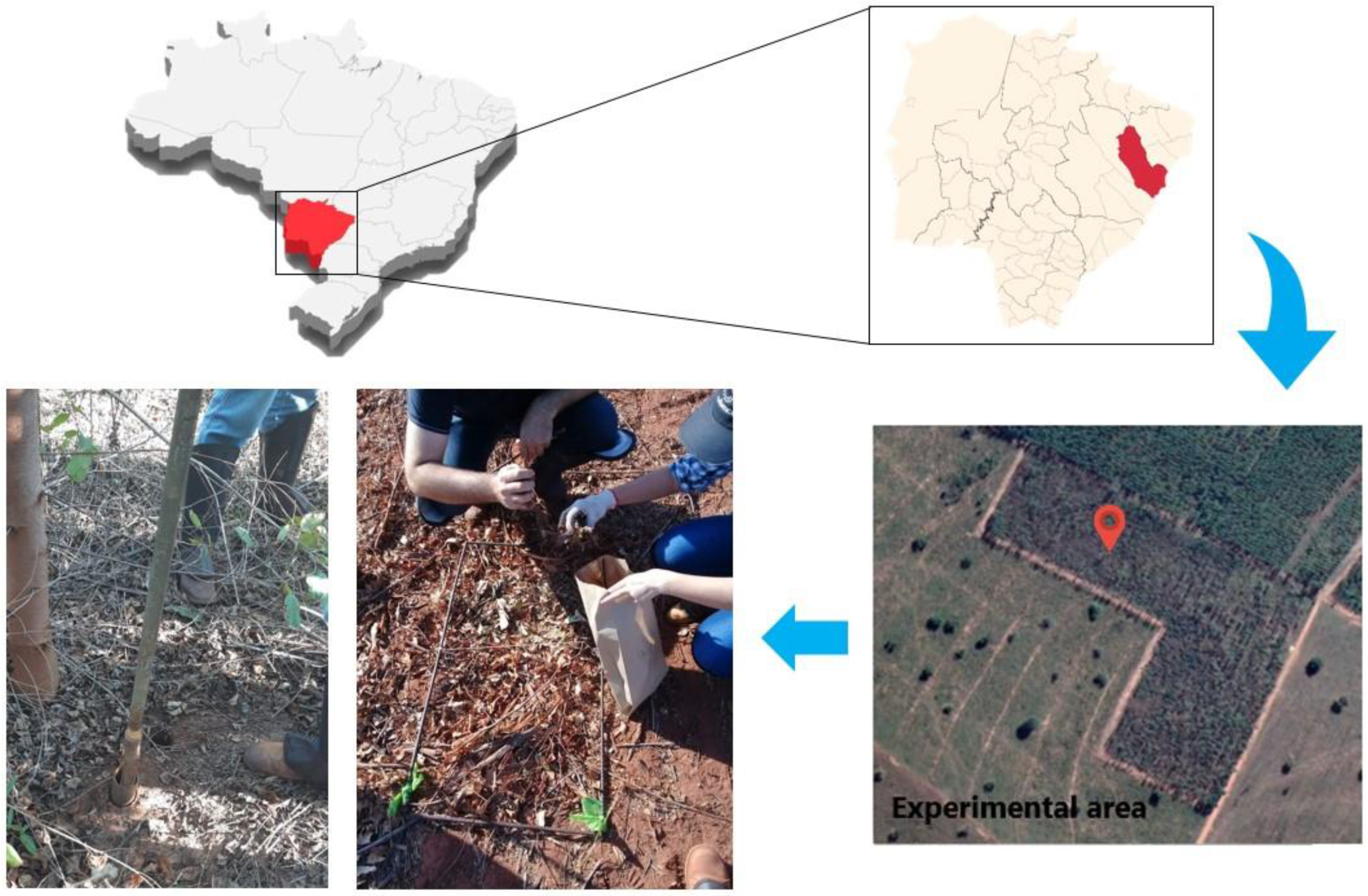 Forests 12 01426 g001