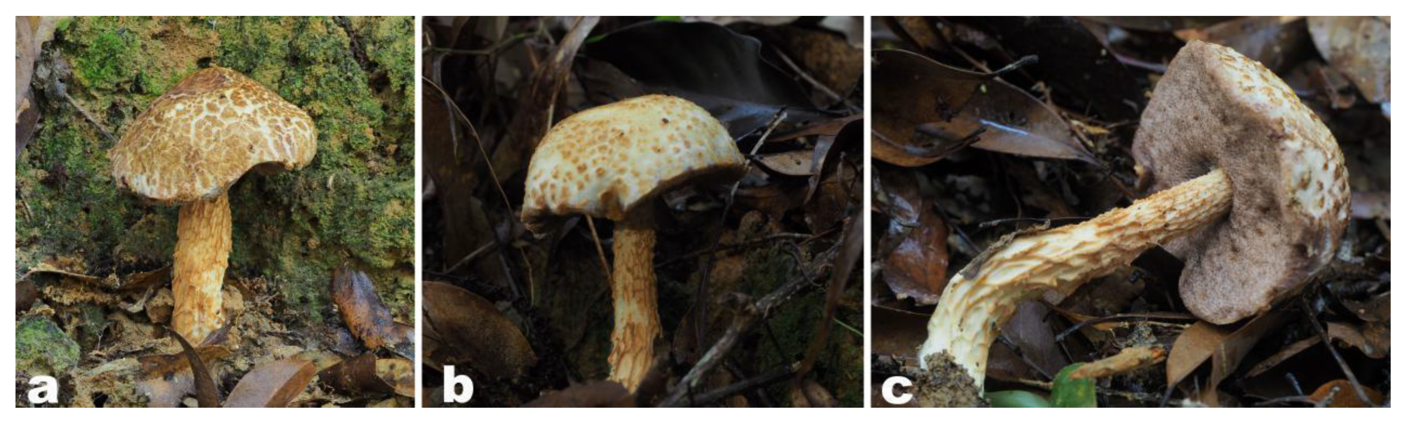 Forests 12 01438 g002