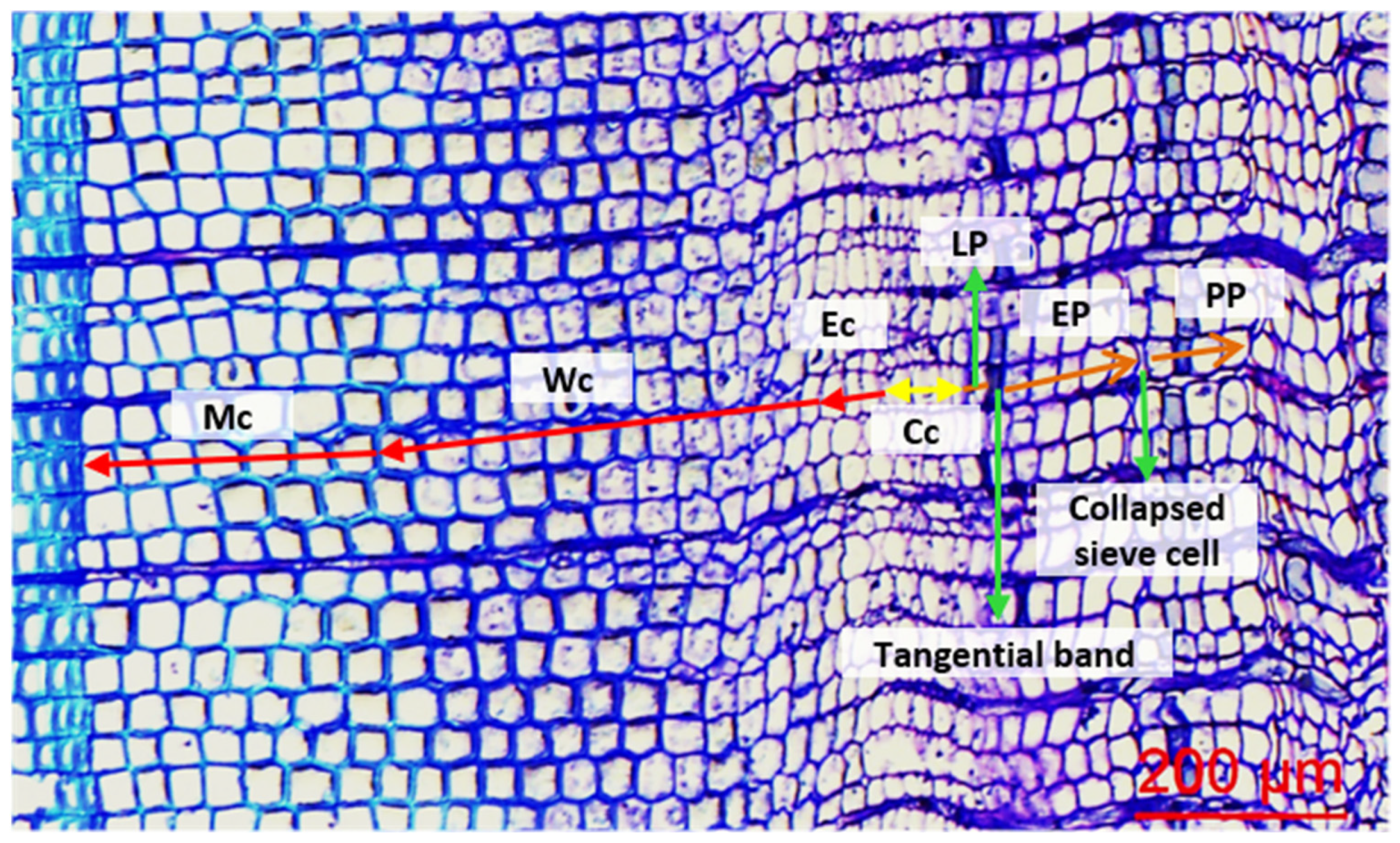 Forests 12 01445 g001
