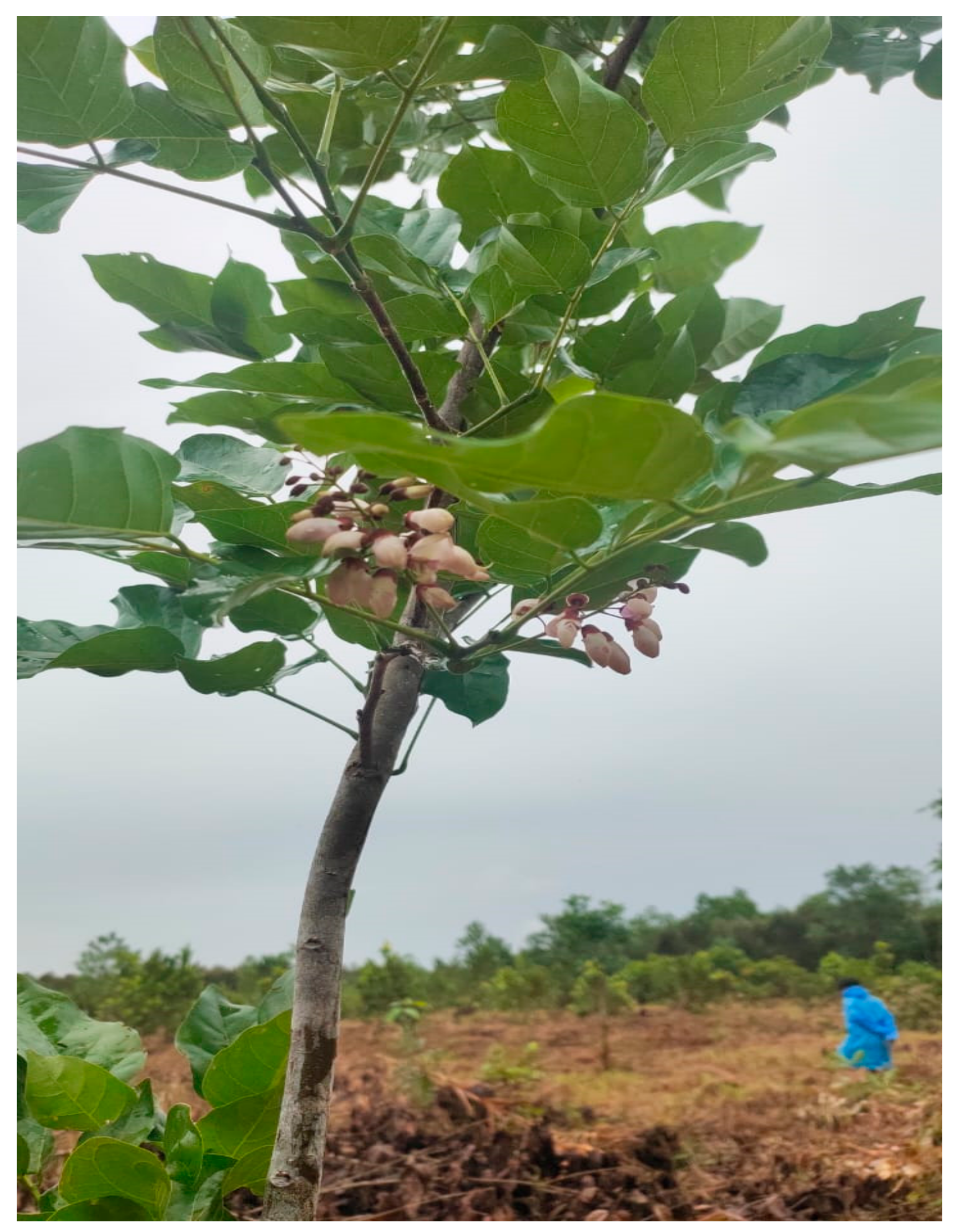 Forests 12 01468 g003 Forests 12 01468 g003