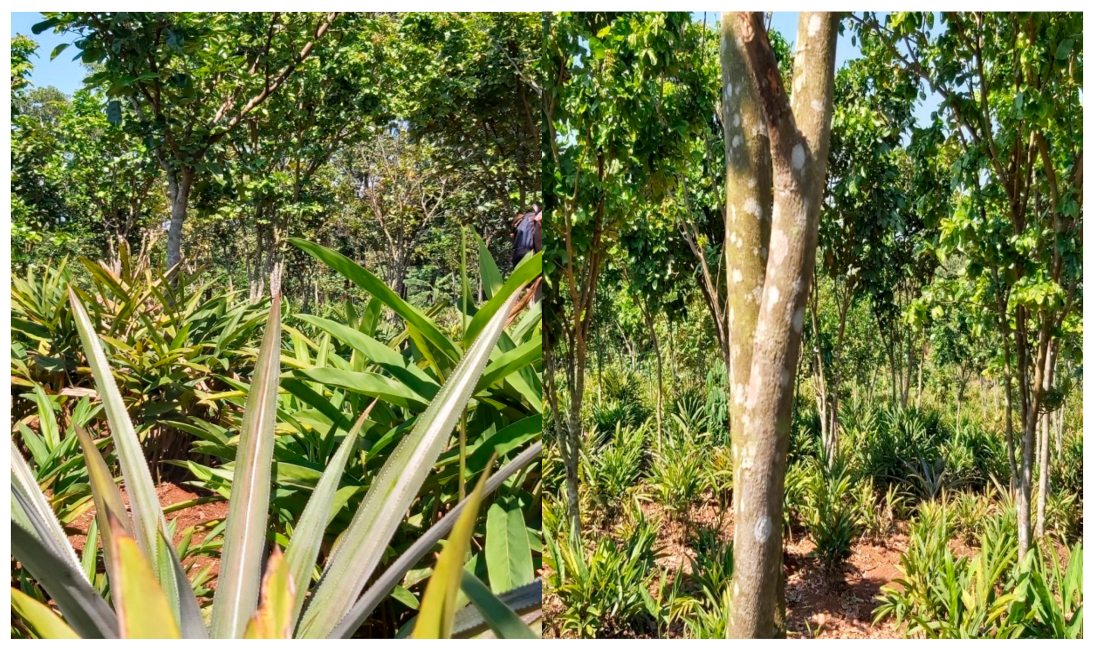 Forests 12 01468 g004 Forests 12 01468 g004