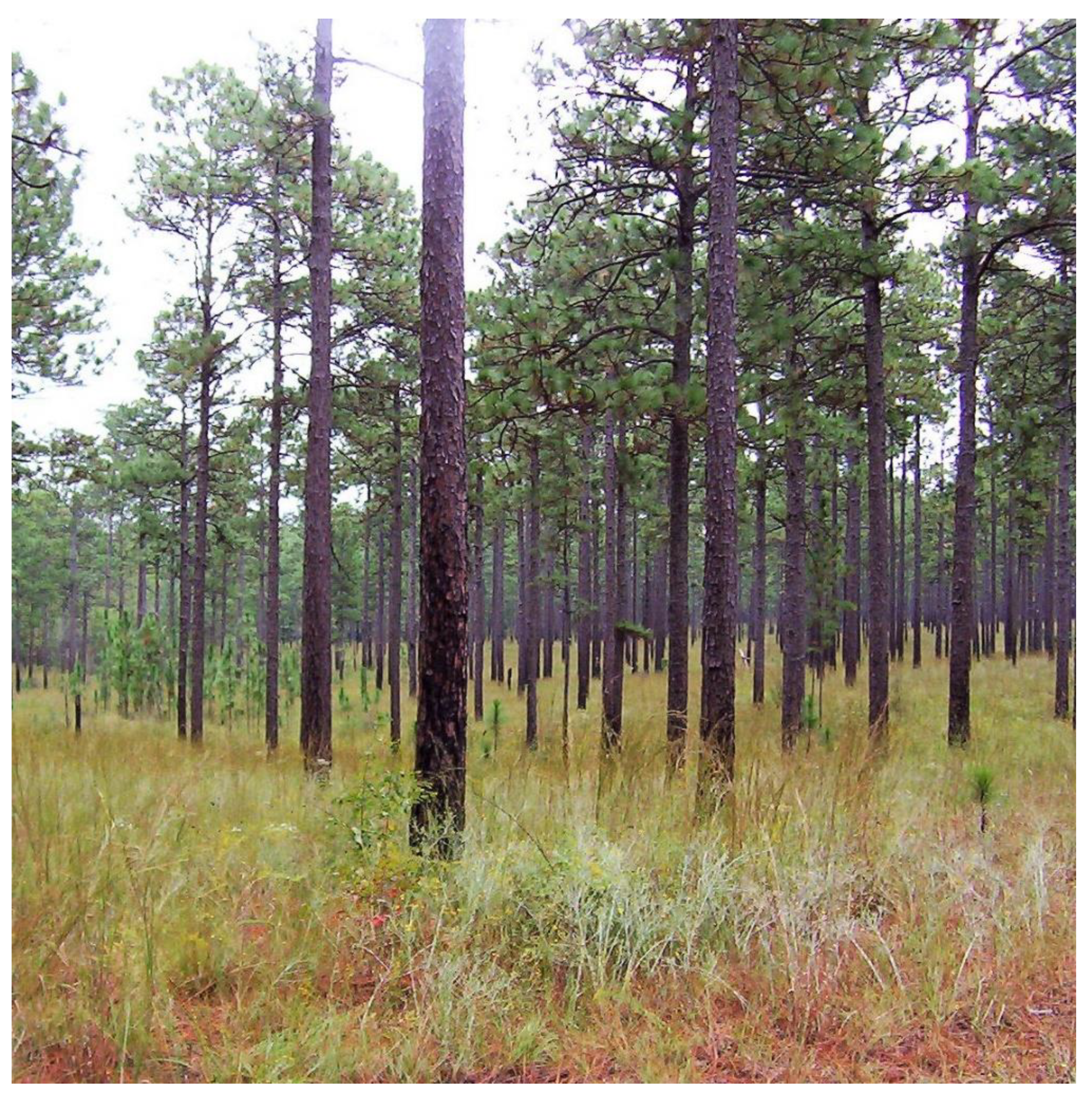 Forests 12 01472 g001 550