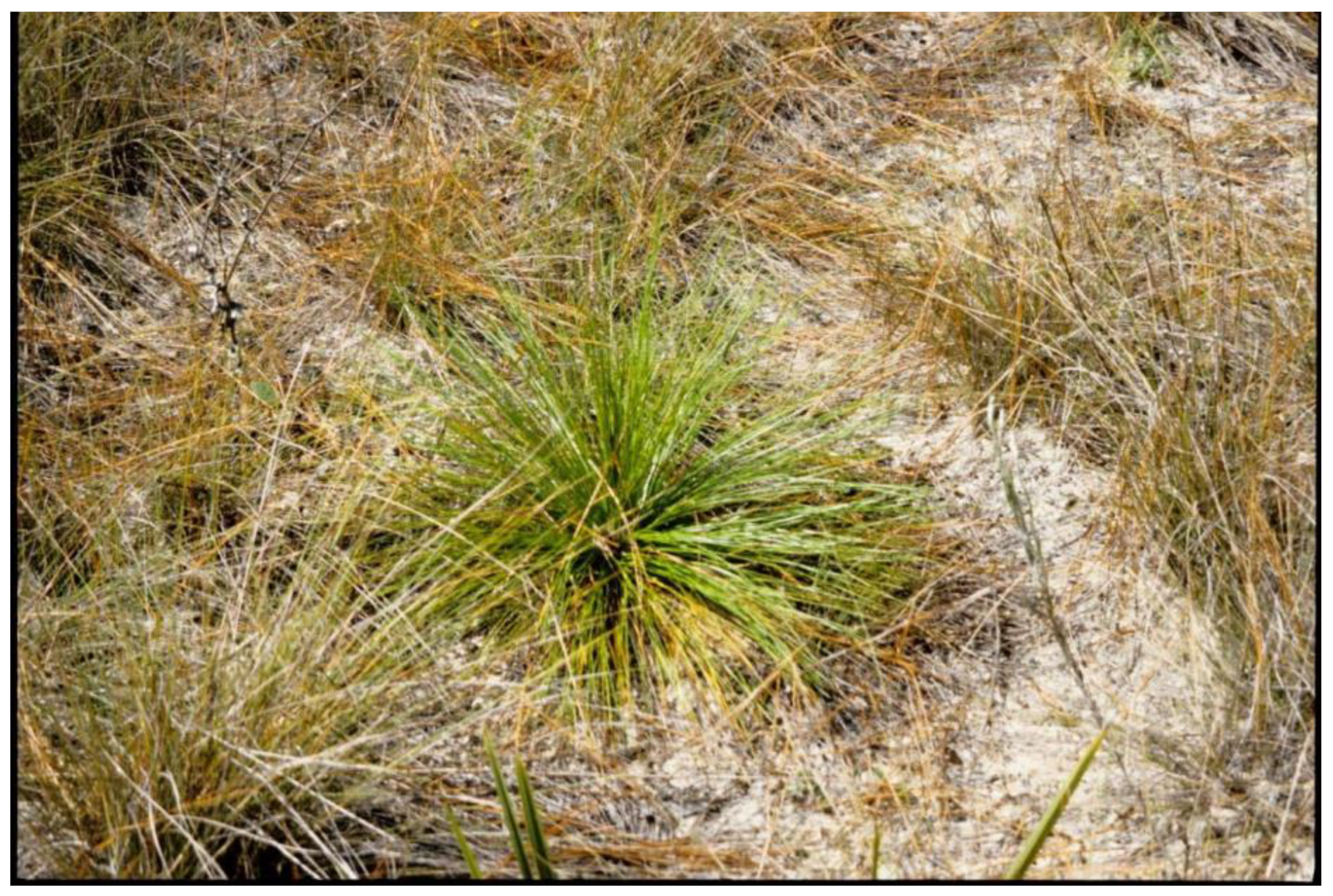 Forests 12 01472 g003 550