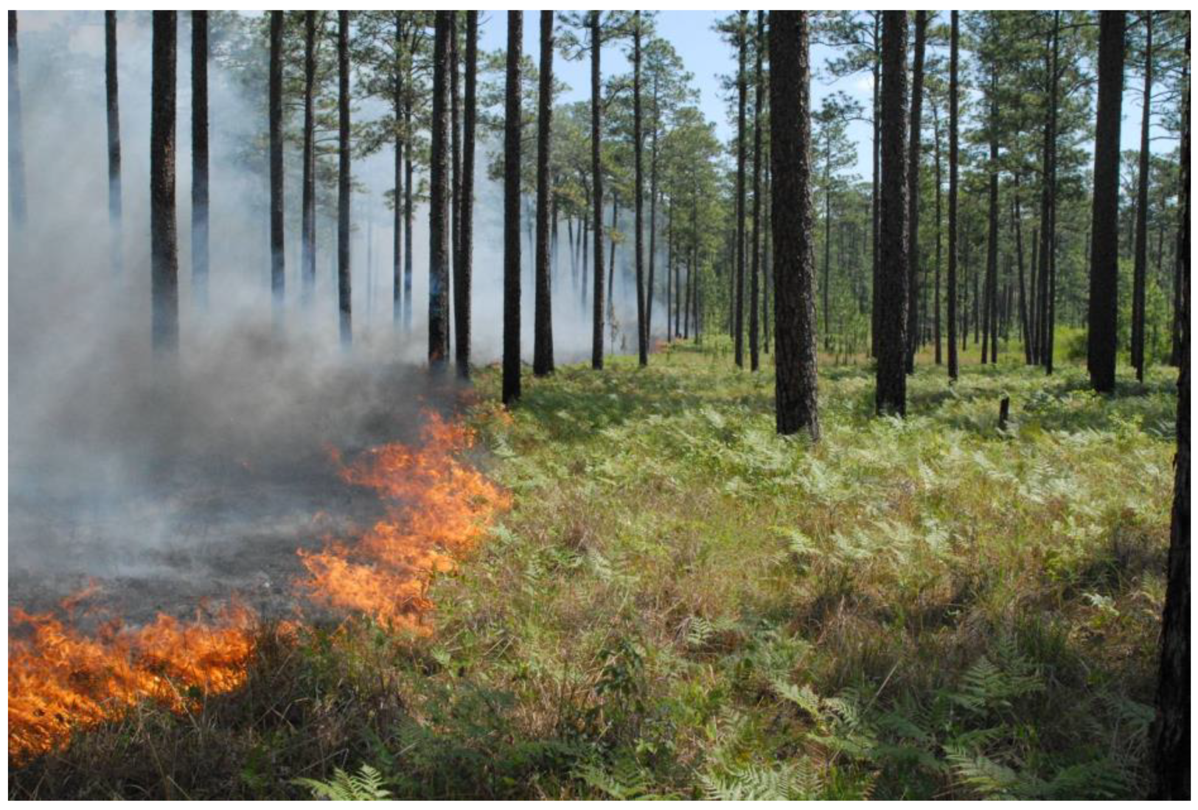 Forests 12 01472 g005 550