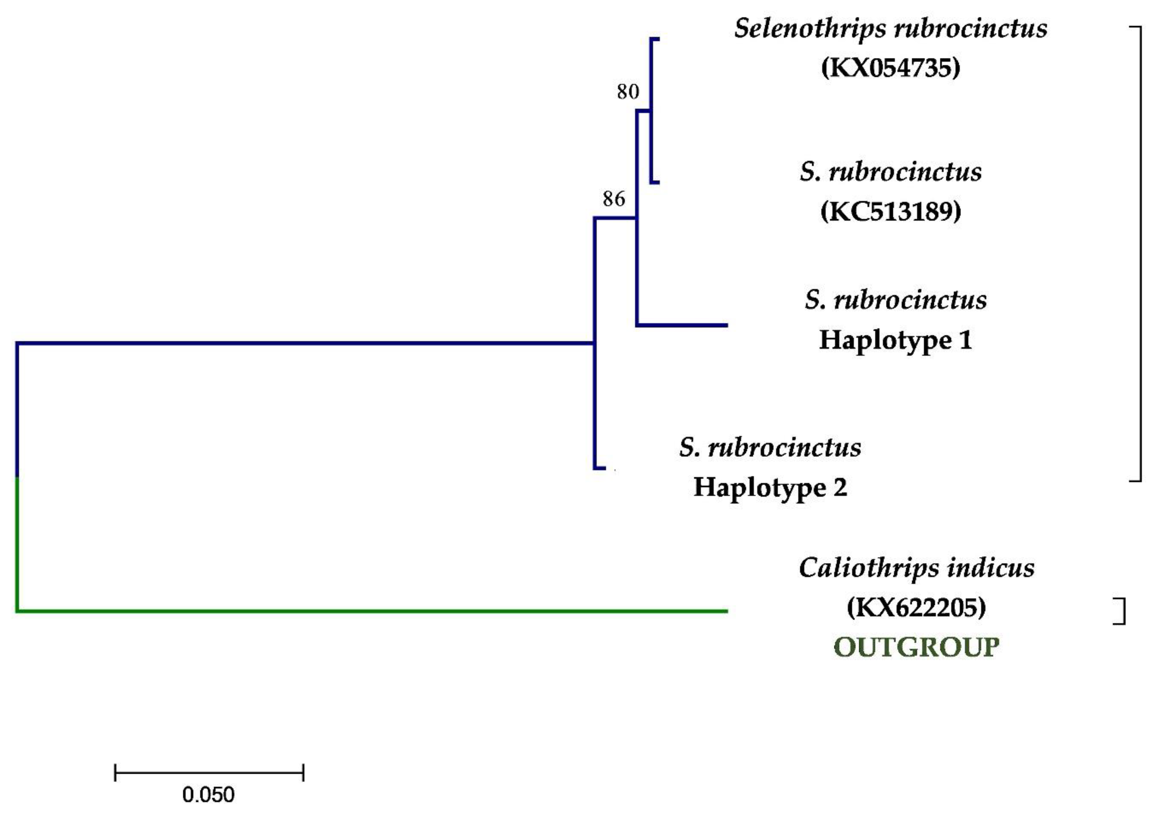 Forests 12 01484 g001 Forests 12 01484 g001
